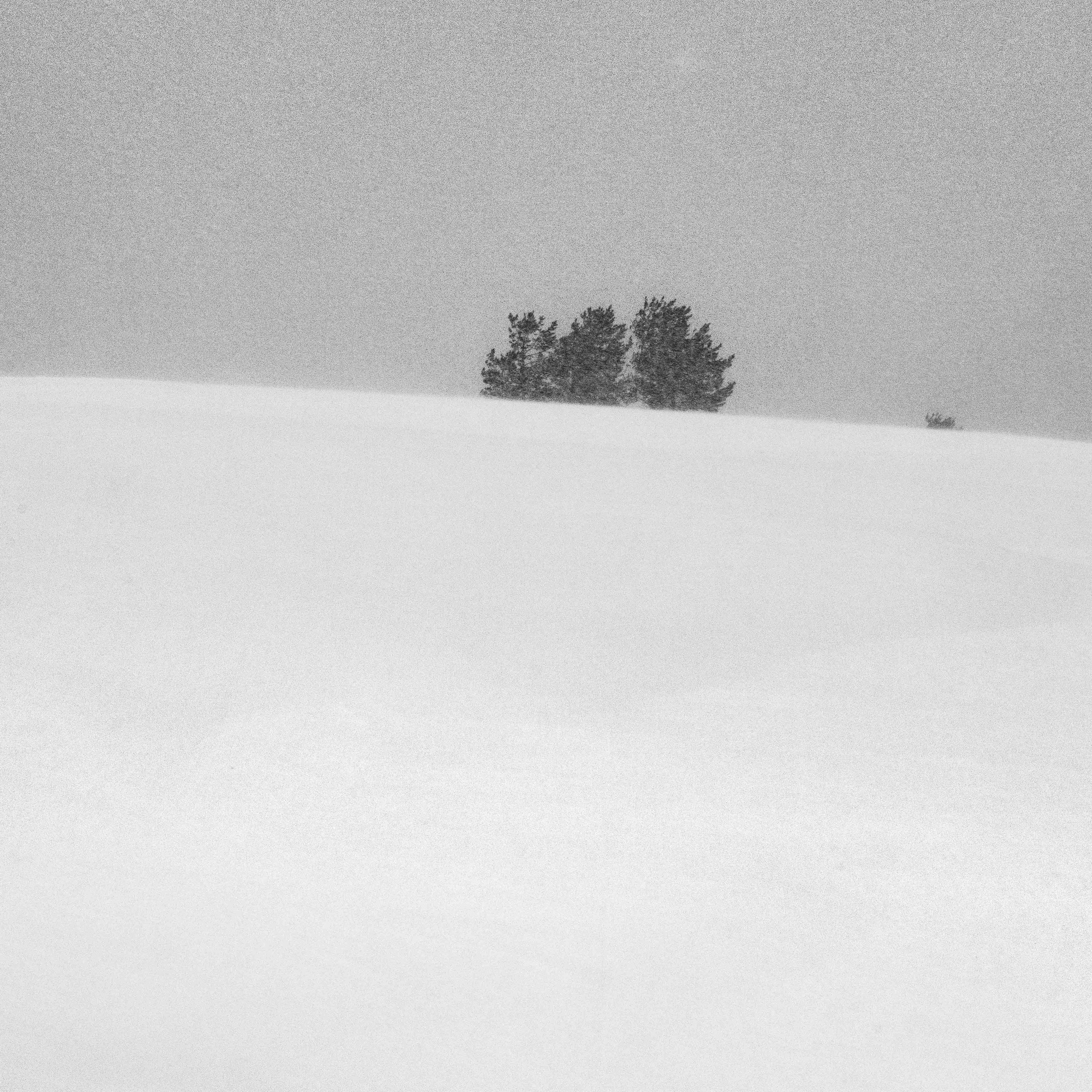 Blizzard