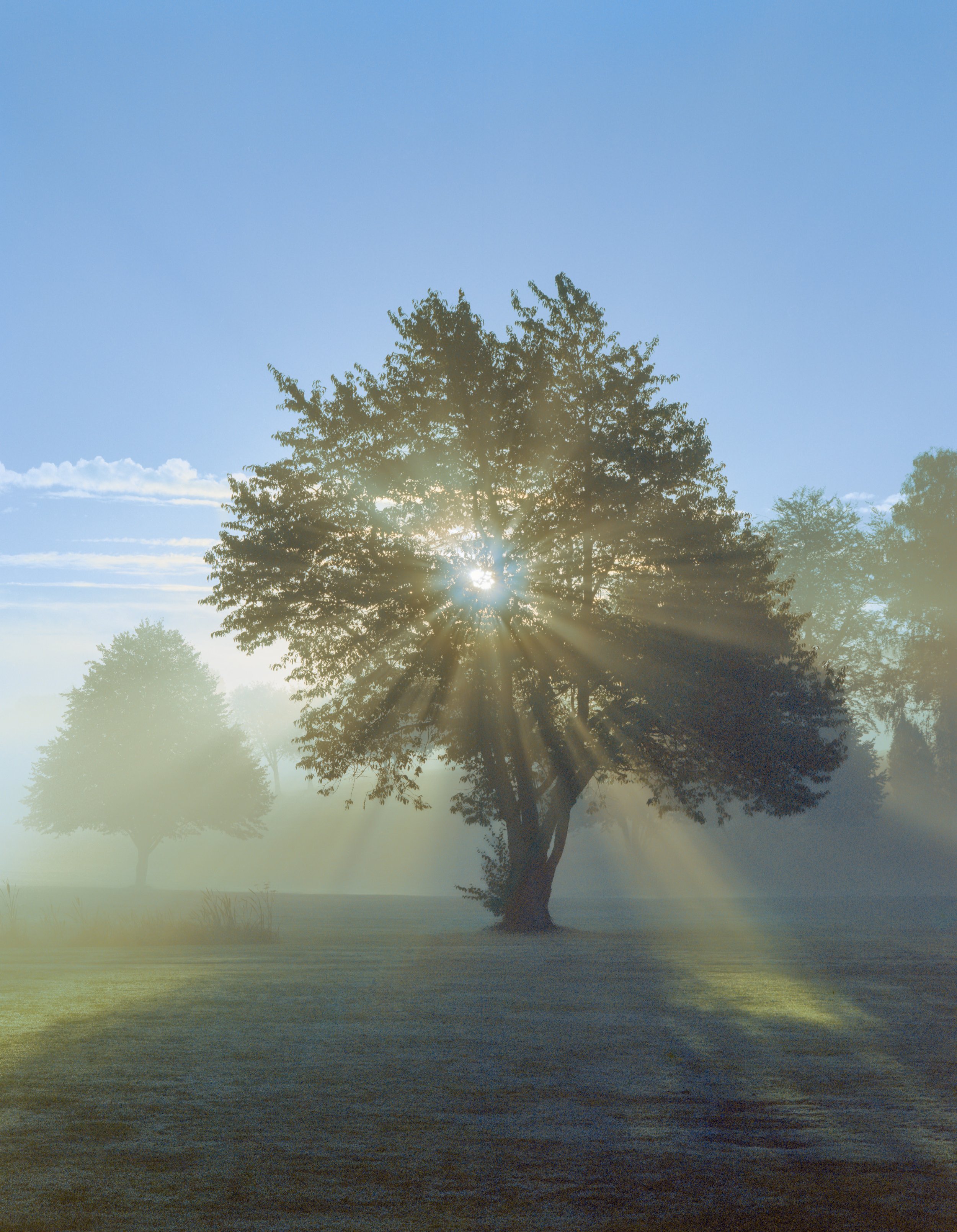 Sun Tree