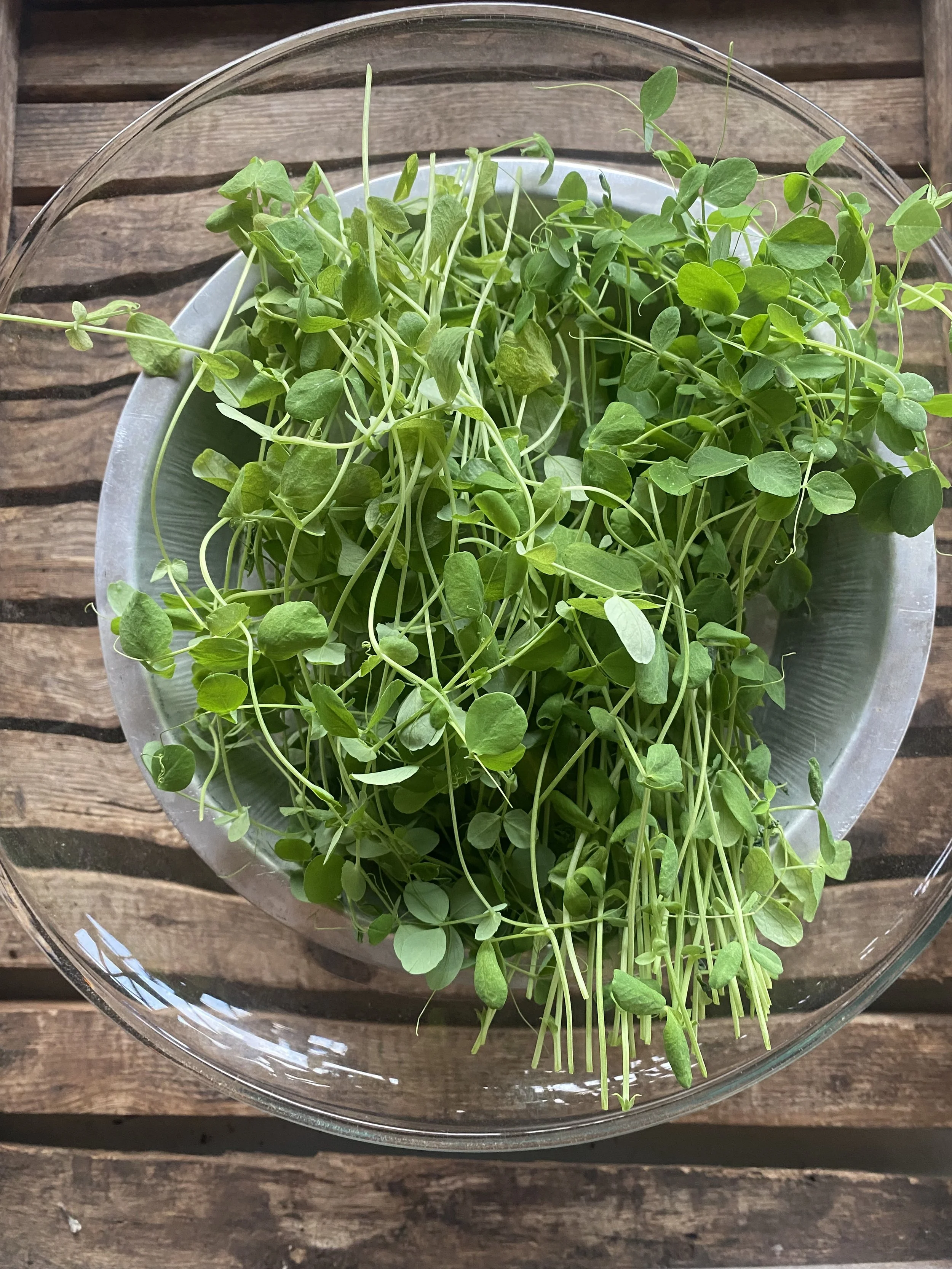 Pea Shoots