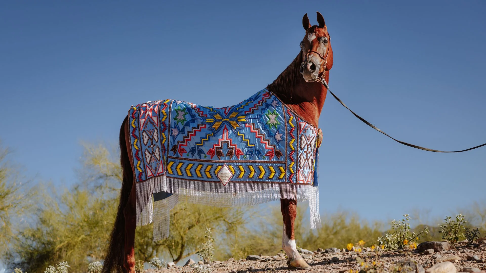Photo Credit: Arabian Insider