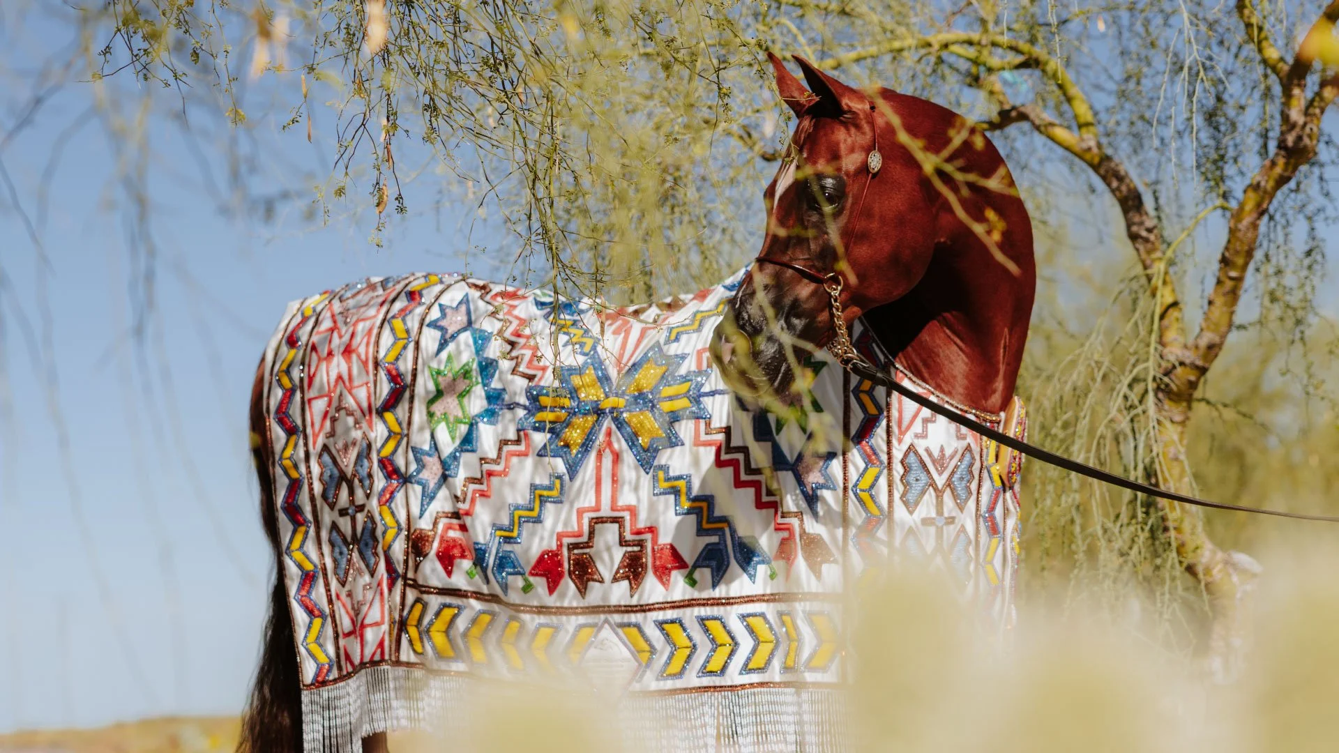 Photo Credit: Arabian Insider
