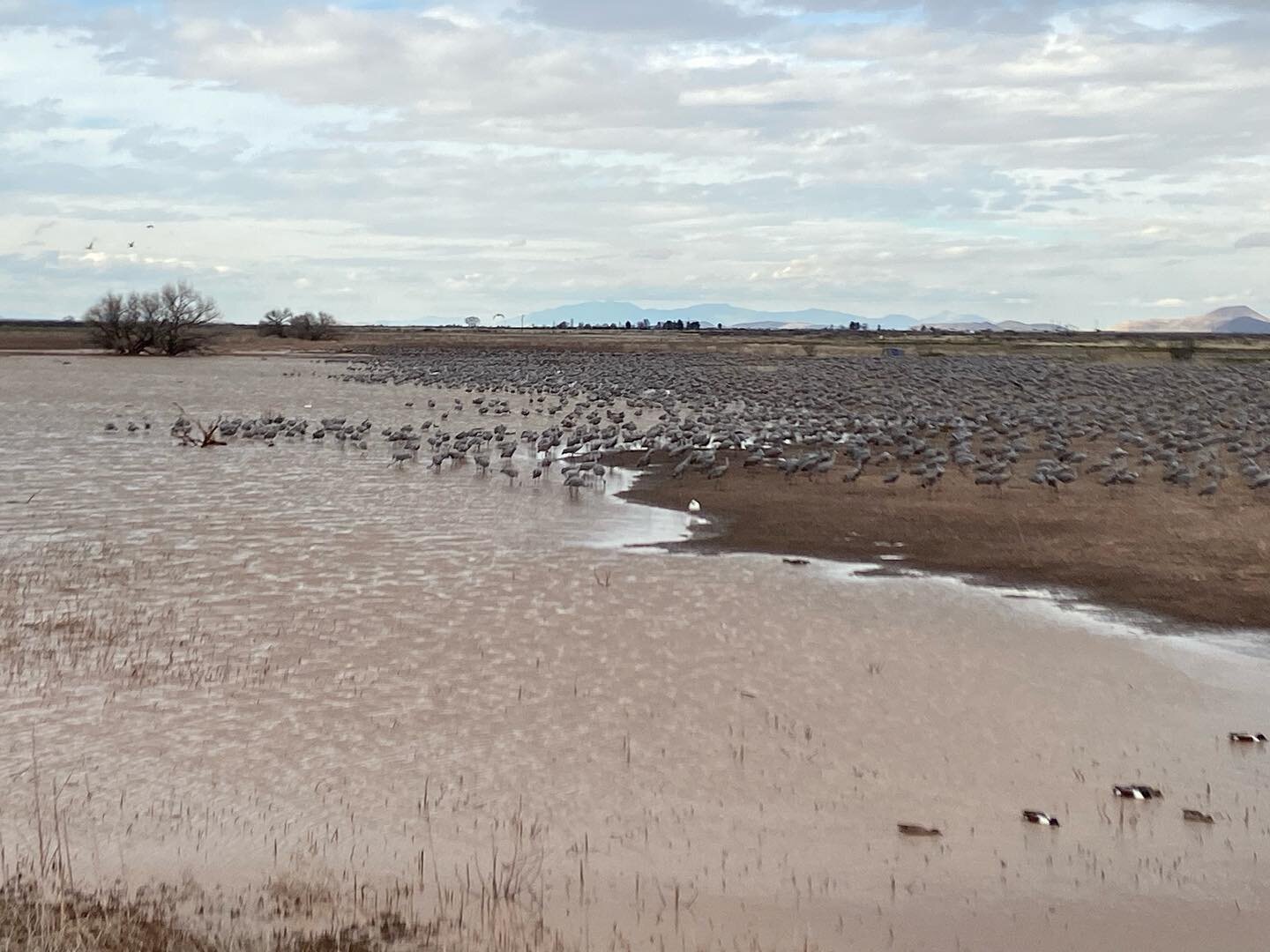 Whitewater Draw Wildlife Area, AZ. Sandhill cranes, Antigone canadensis. #spottedinthesouthwest