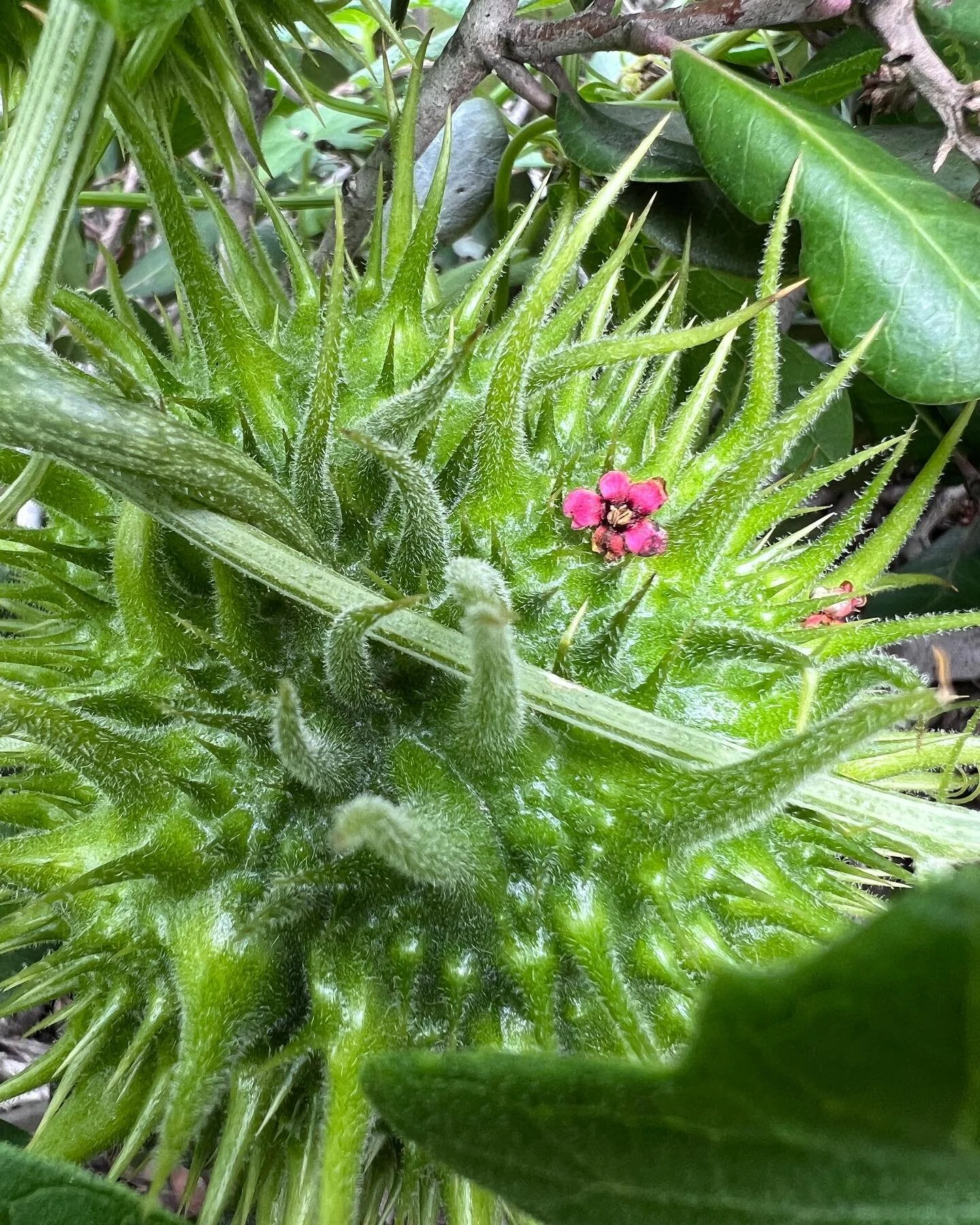 Wild cucumber (Marah macrocarpus) bedazzled with lemonade berry (Rhus integrifolia) flowers.