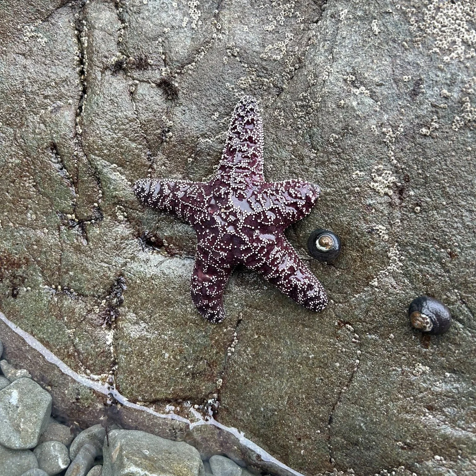Sea star or bedazzled sea eclair? You decide. *nom nom* 

#ochreseastar #pisasterochraceus #lookslikeapastrytome 
#sealife #tidepools #coastalsandiego #summertimevibes #spottedinthesouthwest