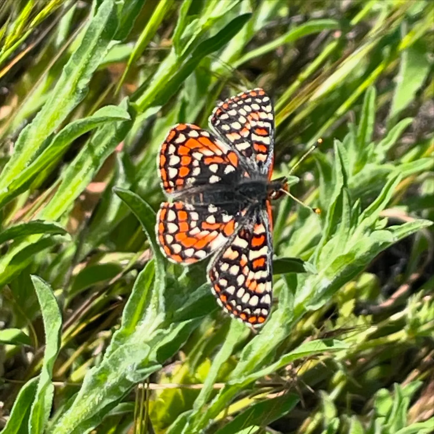 Today was a good day. 

#quino #quinocheckerspotbutterfly
#spottedinthesouthwest #spottedinthesouthbay #chulavistawildlife #chulavista 
#endangeredspecies 
(c) 2024 Jared Fuller