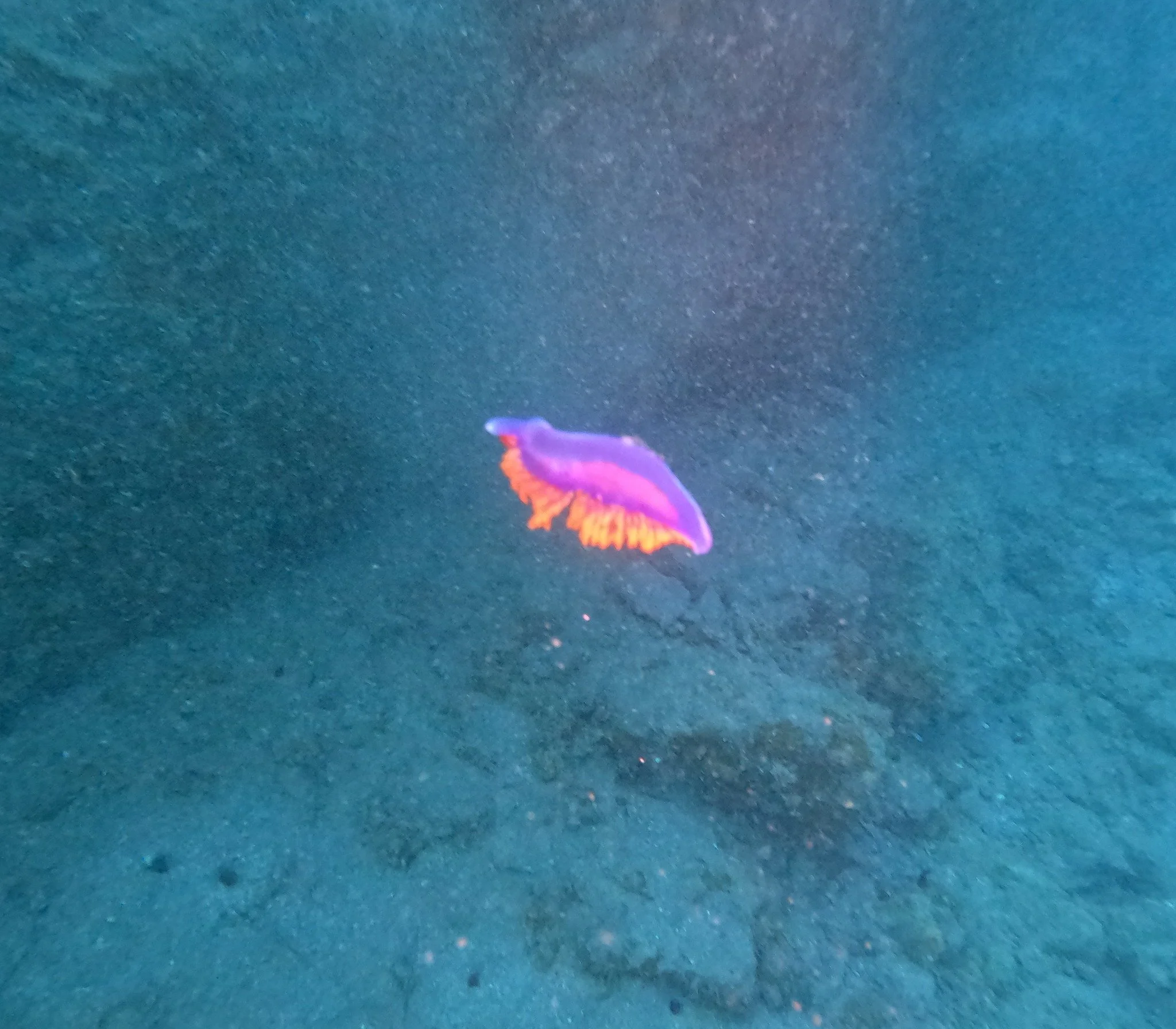 Party bus headed to Burning Man! #ShowOffYourRide 

#spanishshawlnudibranch #flabellinopsisiodinea  #lajollashores #whatashowoff
