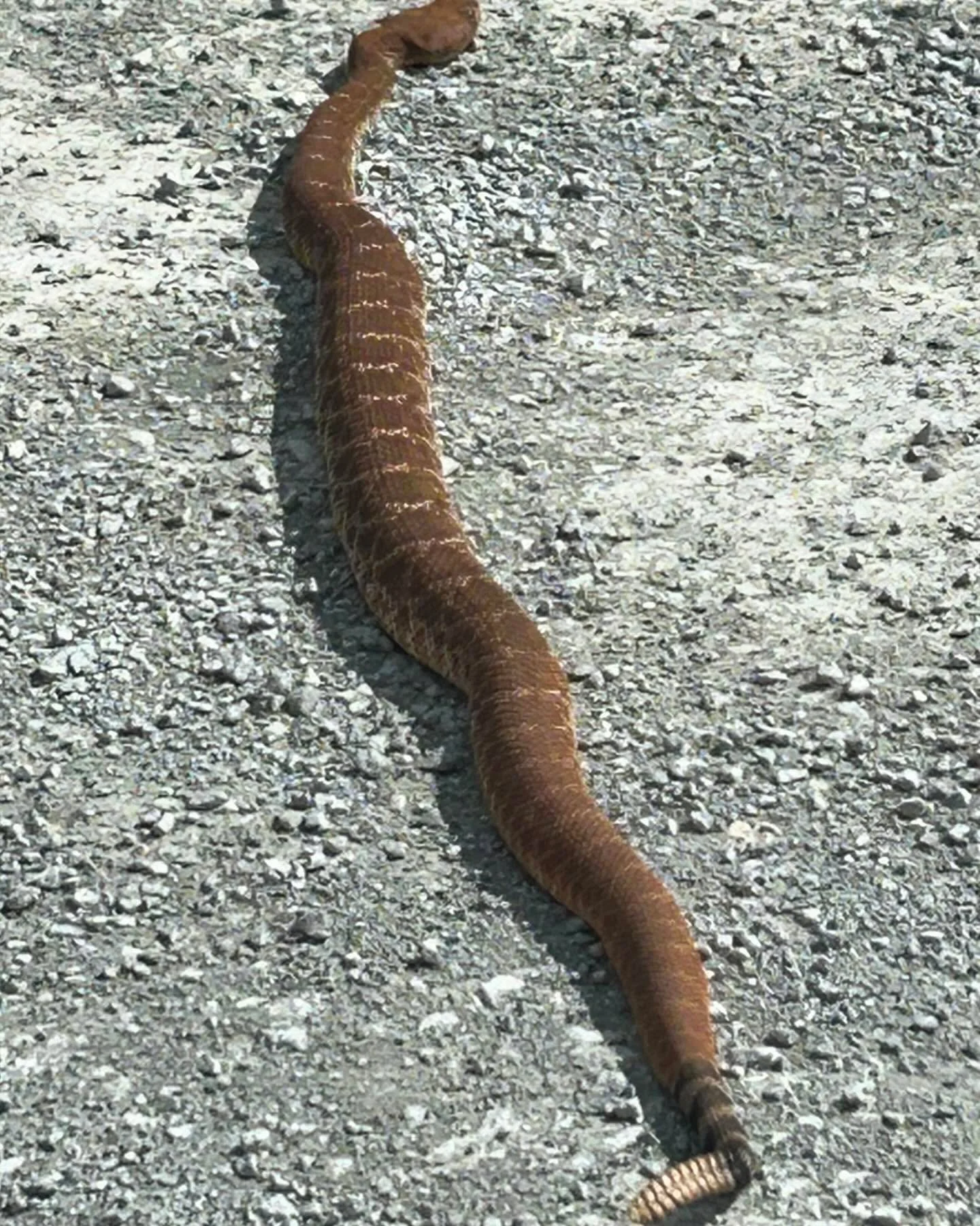 After you, sweetheart. 

#Reddiamondrattlesnake 
#Crotalusruber 
#otaymountainwildlife
#spottedinthesouthwest