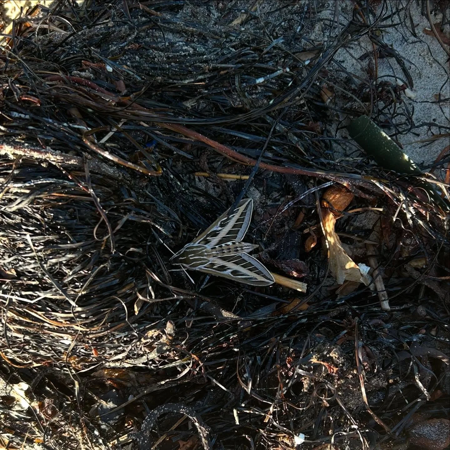 Even Sphinx moths like to catch rays at the beach. 
Happy moth week! 
#nationalmothweek #sphinxmoth #nationalmothweek2025 #mothing