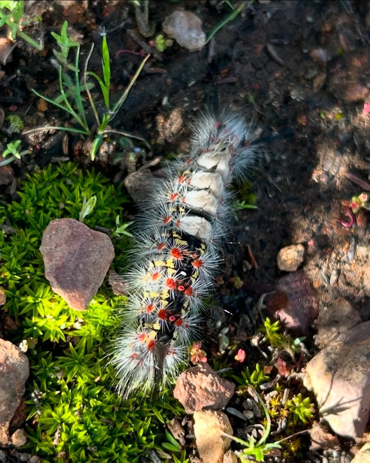 Tussock moth caterpillar looking downright WOW in that frock.

#westerntussockmoth #genusorgyia
#whatsthatcatepillar #sexyfrock