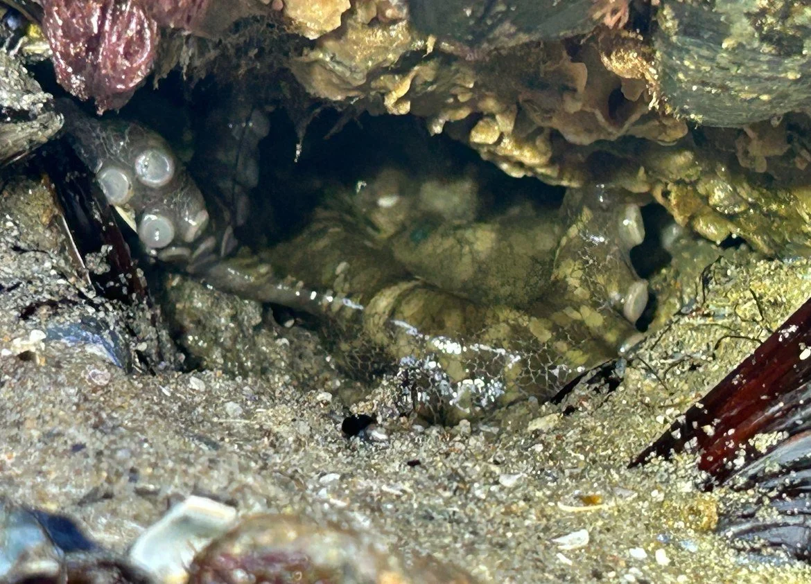 You still land lubbin' in this summer heat?...bimac says sucker! 

#californiatwospottedoctopus 
#octopusbimaculoides