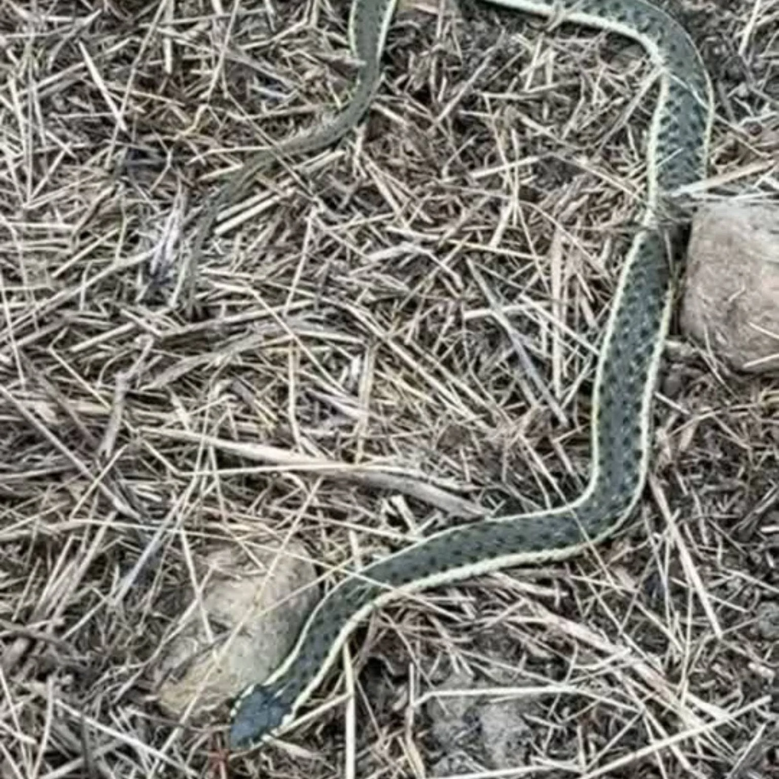 Woot, woot! A real treat to see this beauty in the vernal pool preserve we manage. High-five 🙌🏼 to the photographer 📷🤳 and snoot boop to our resident 🐍🐍two-striped gartersnake (Thamnophis hammondii), Larry! 👋🏽👋🏽👋🏽👋🏽

📷 credit: Arturo S