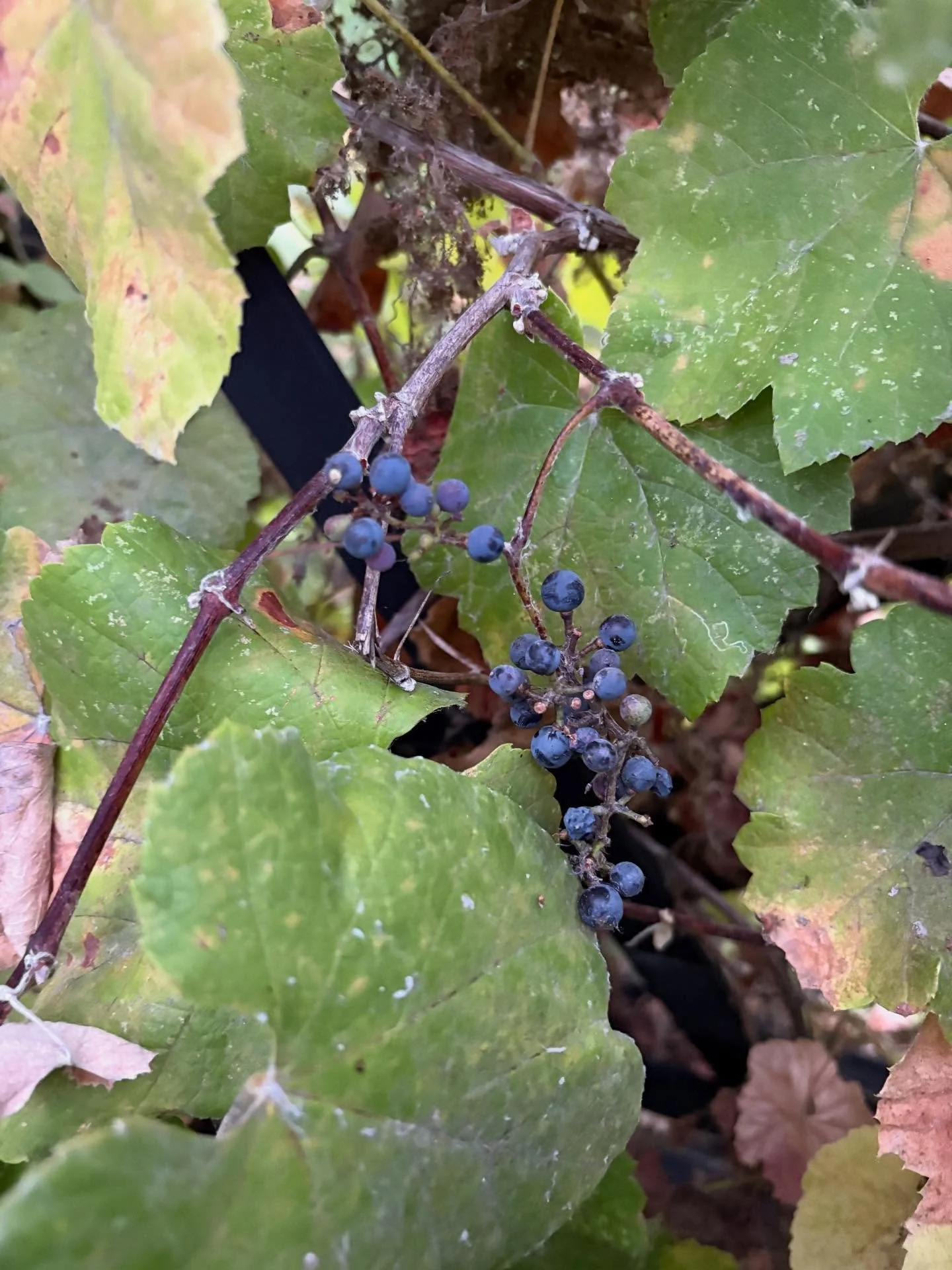 Thanks to @ediexplorers for an excellent guided hike near the Sweetwater River this evening to celebrate California biodiversity. 
#californiabiodiversityweek 
#californiabiodiversityday 
#find30speciesforcaliforniabiodiversity