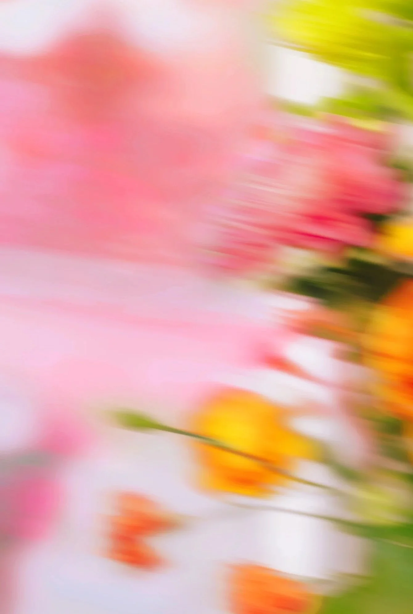 Blurred image of colorful flowers, including pink, yellow, and orange, with green foliage in the background.