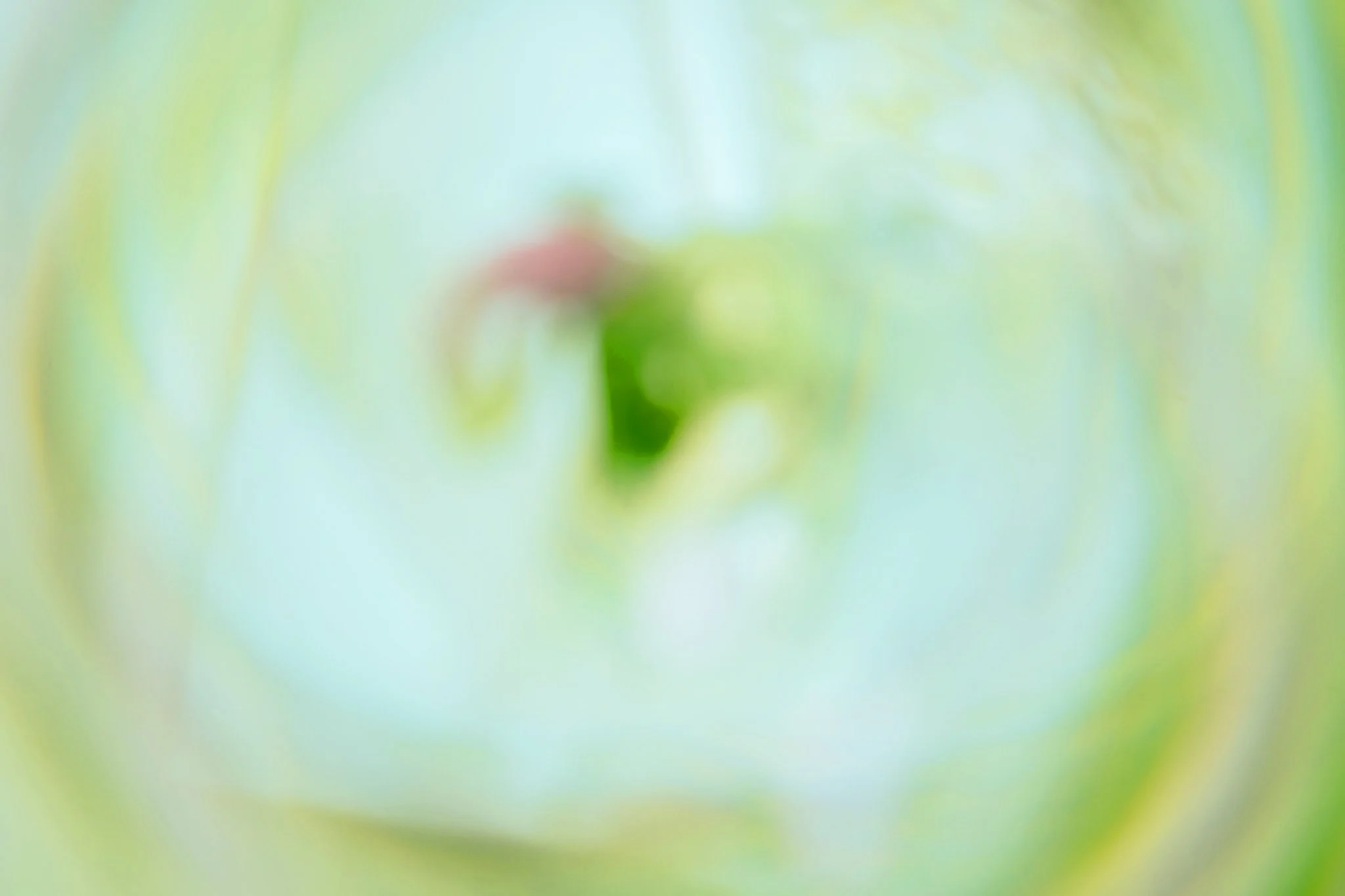 Blurry close-up of a green and red plant or flower.