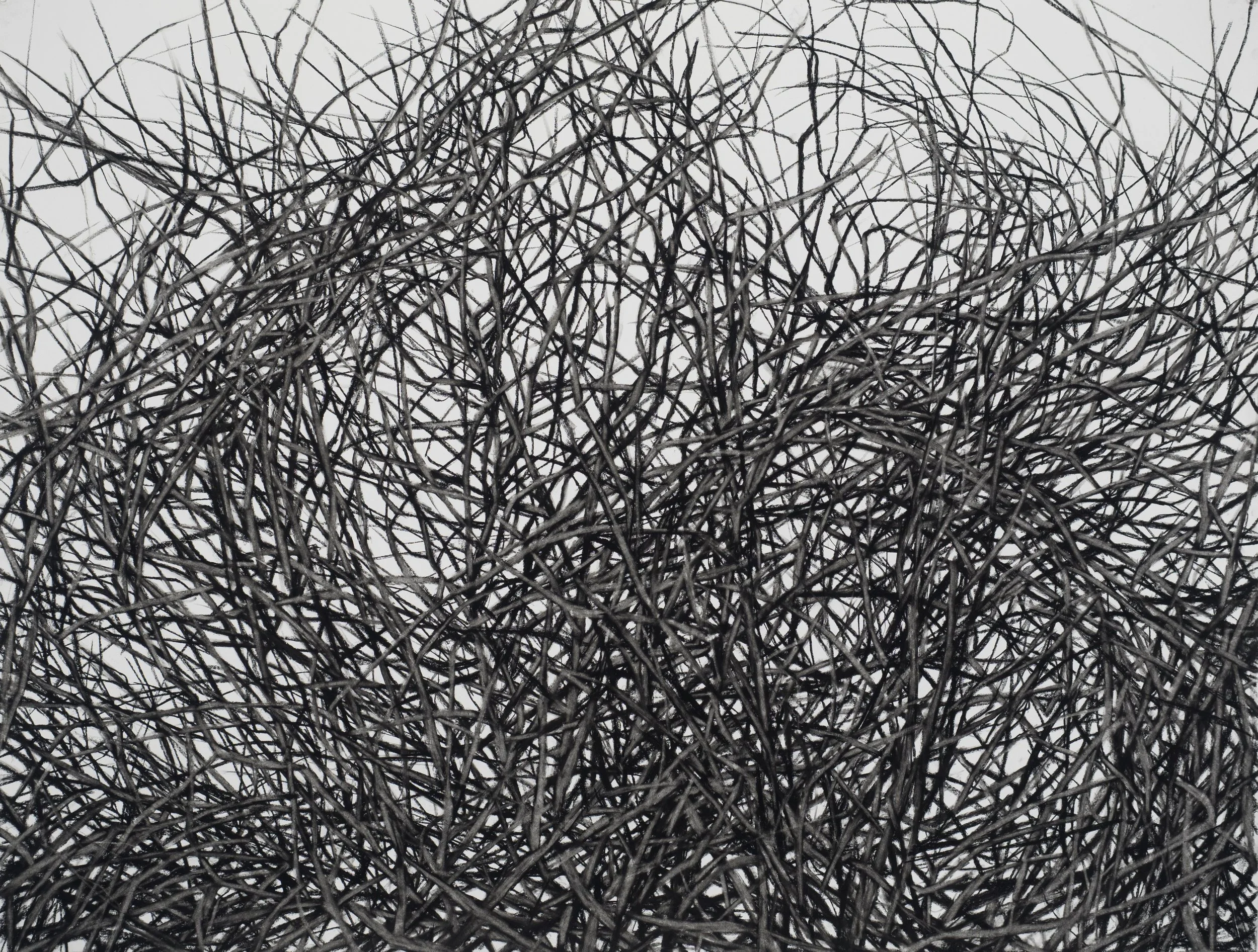 "Thicket I", 2014, Charcoal on paper, 38 x 49 inches