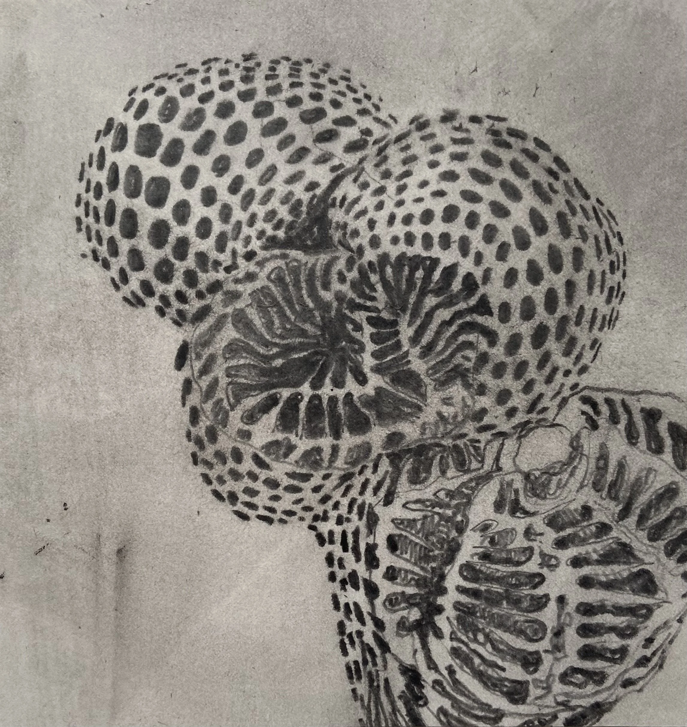 Untitled, 2018, Pencil on paper, 7 x 6.5 inches