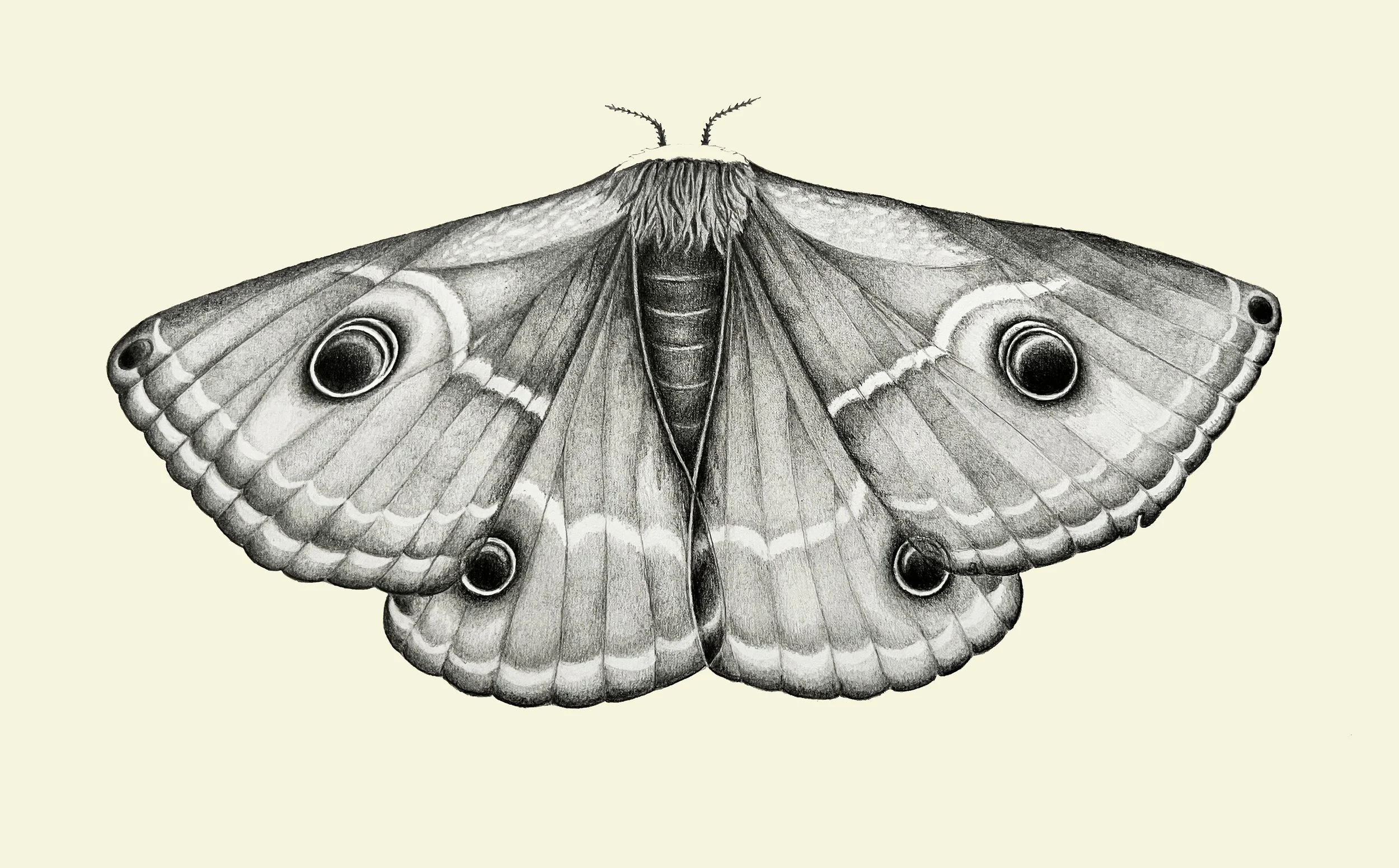 large moth.jpg