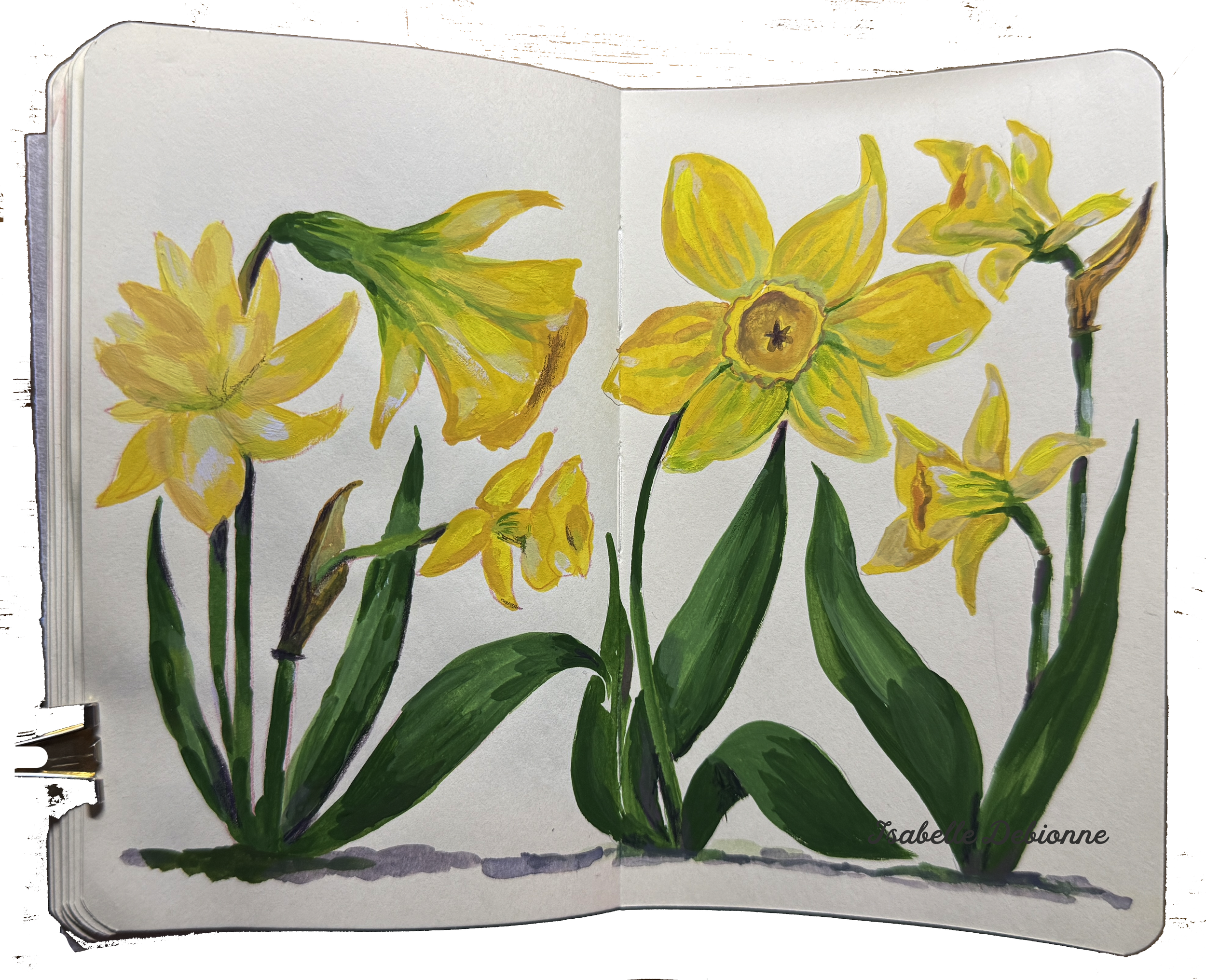 daffodilsketchbook.png