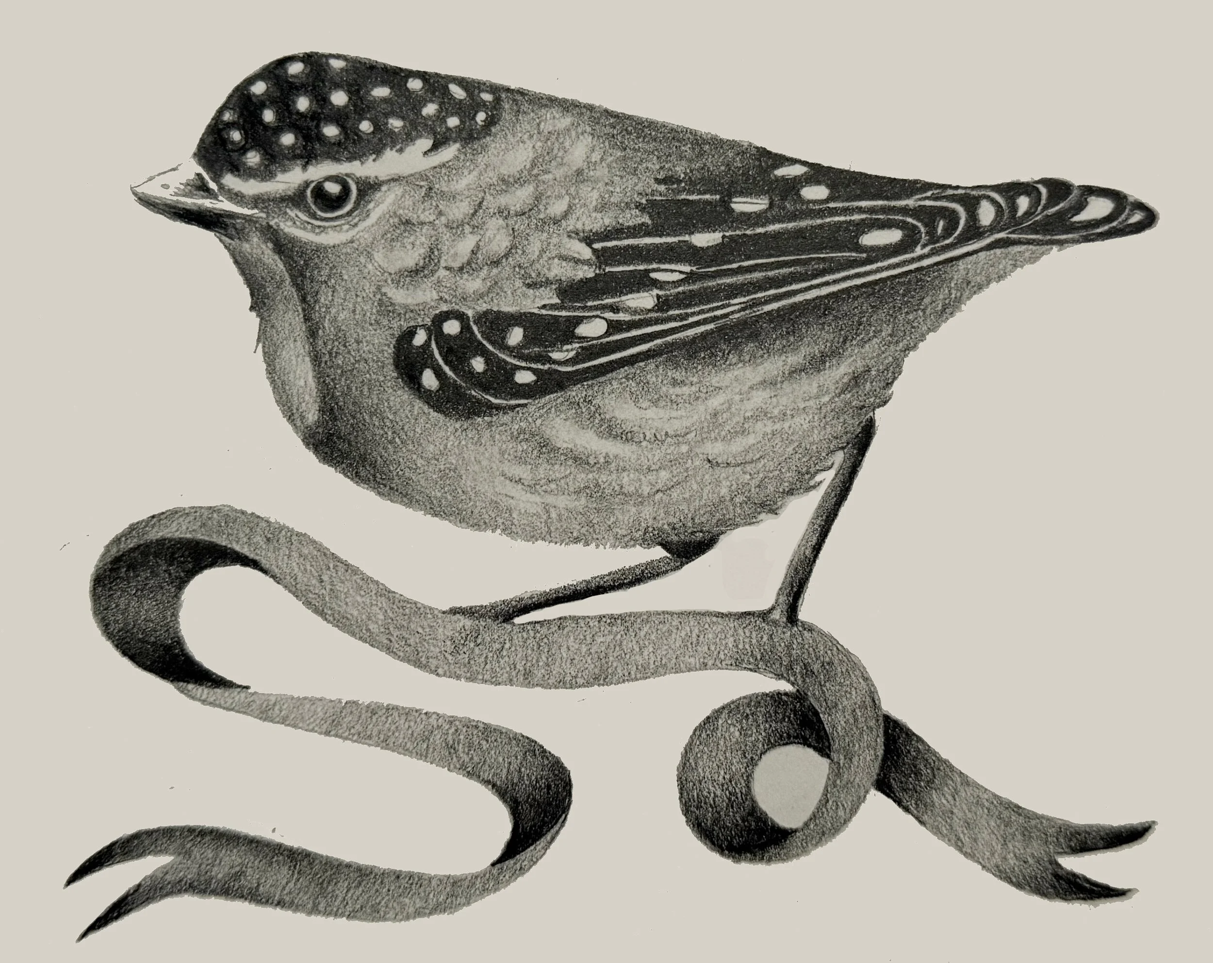 pardalote.jpg