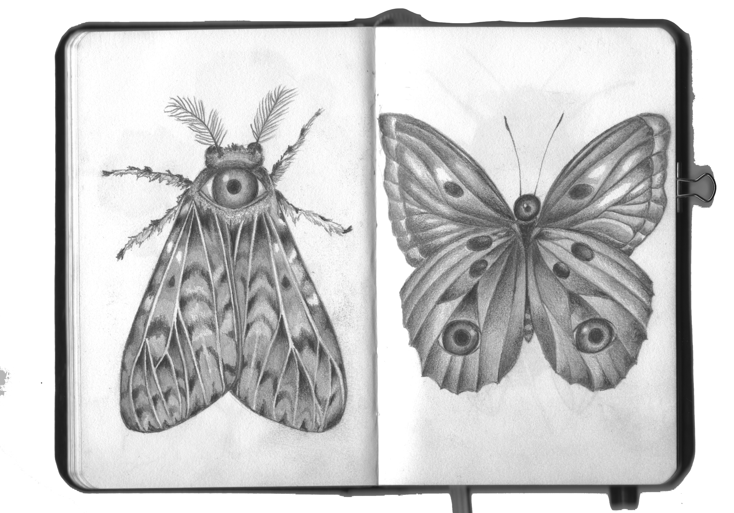 butterfly and moth.png