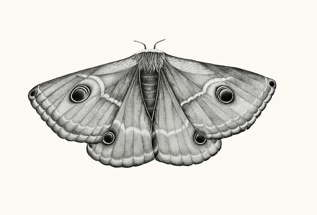 mothwebsite.jpg