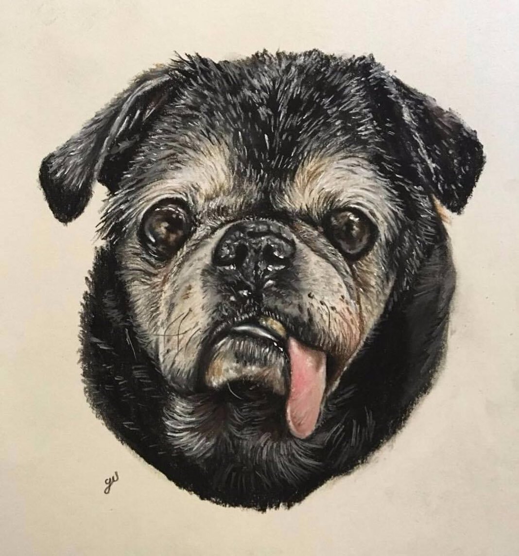 Reposting a portrait from 2018.
Pastel, 8&rdquo; x 6&rdquo;

#pug #seniorpug #puglife #pugportrait #art #drawing #petportrait #dogart