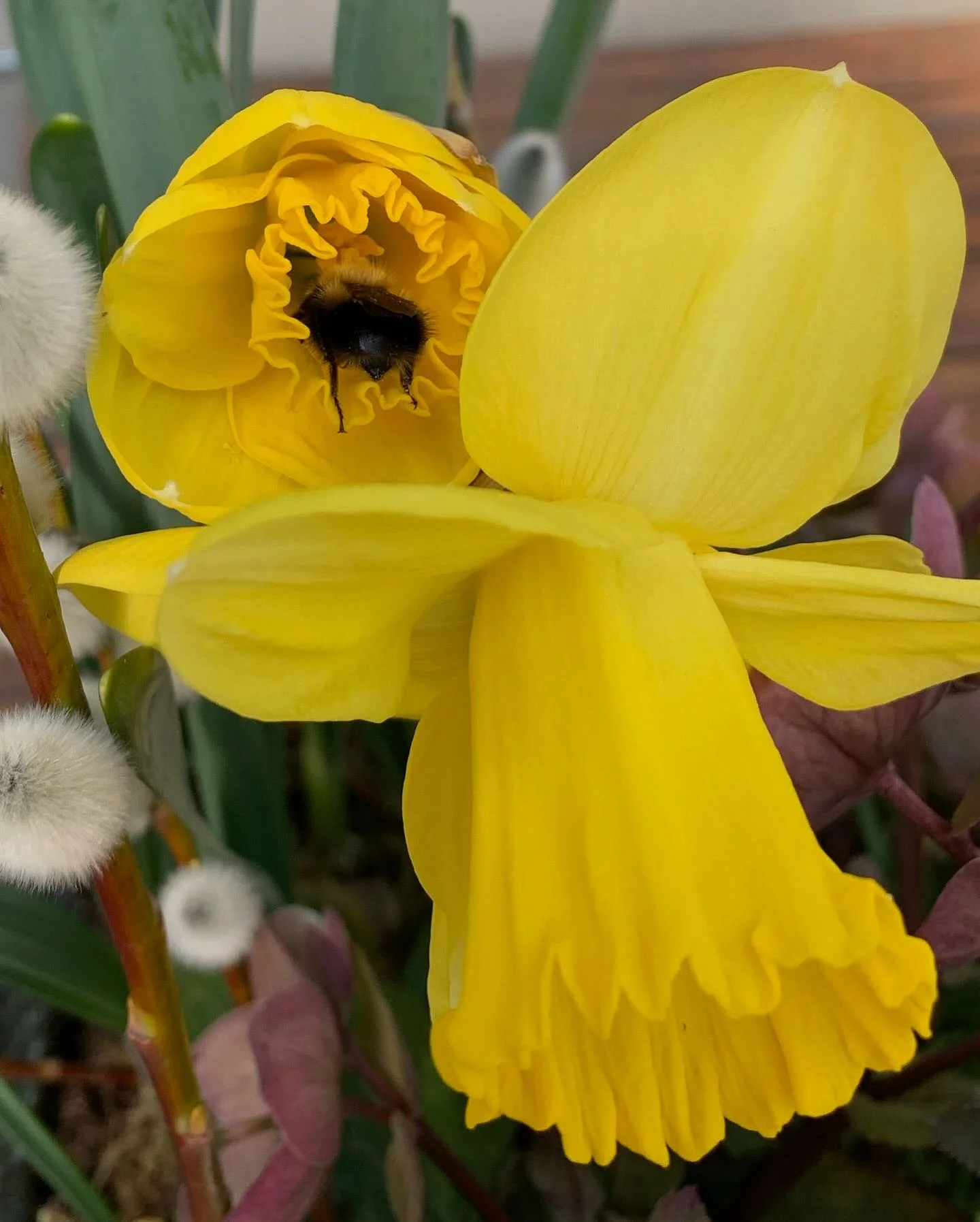 Sleeping bumble bees, spring blooms, wreath workshops, stepping stone installs, and mulch (and mulch and mulch). Spring 2025 has been as busy and beautiful as ever. With June just around the corner, I can&rsquo;t wait to start planting and bring gard