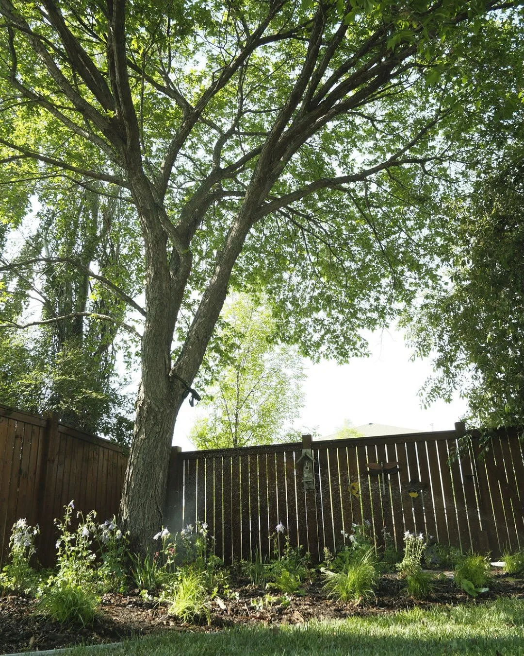 Photo details from our first garden instal of the year. This project started in September of 2024, when we smothered the existing lawn in layers of untreated cardboard, compost and natural mulch. By spring these layers had broken down into a rich top
