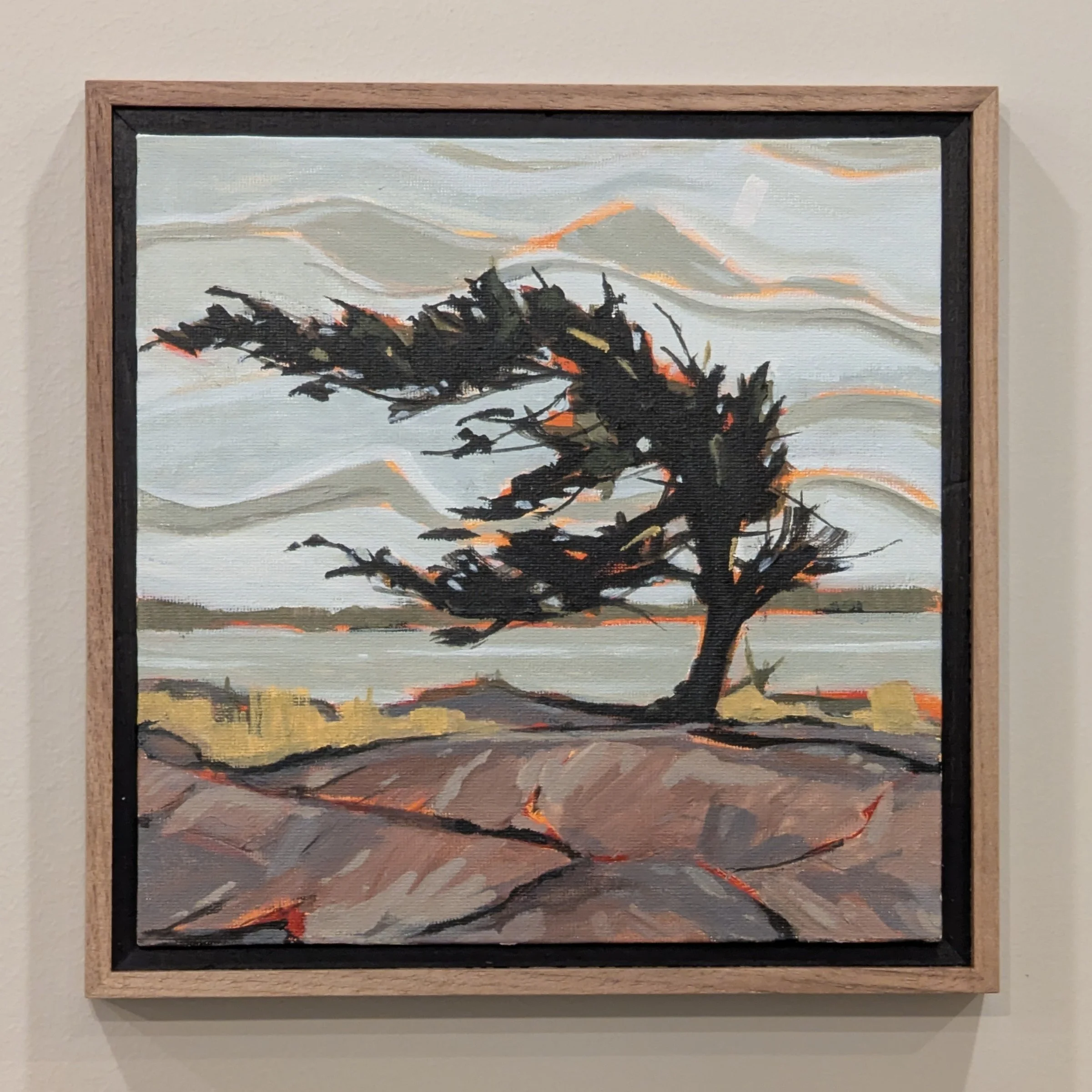 OLD PINE - 8x8"