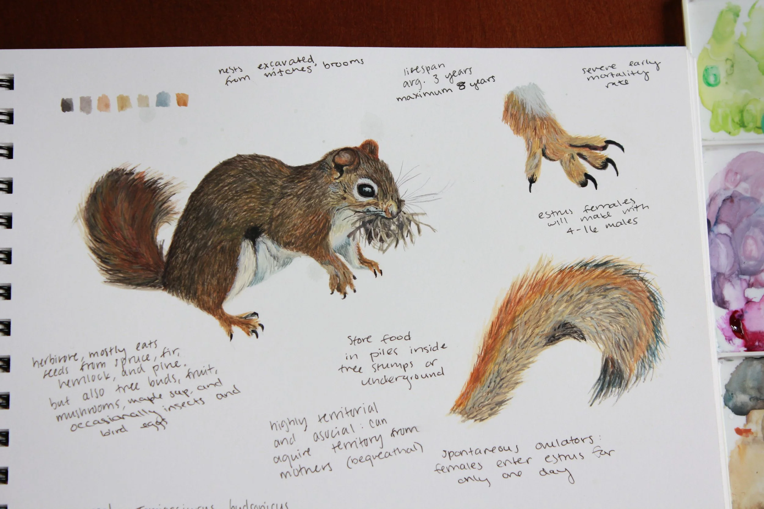 Halliday, Natural Illustration 2 - Maesie Halliday.jpeg