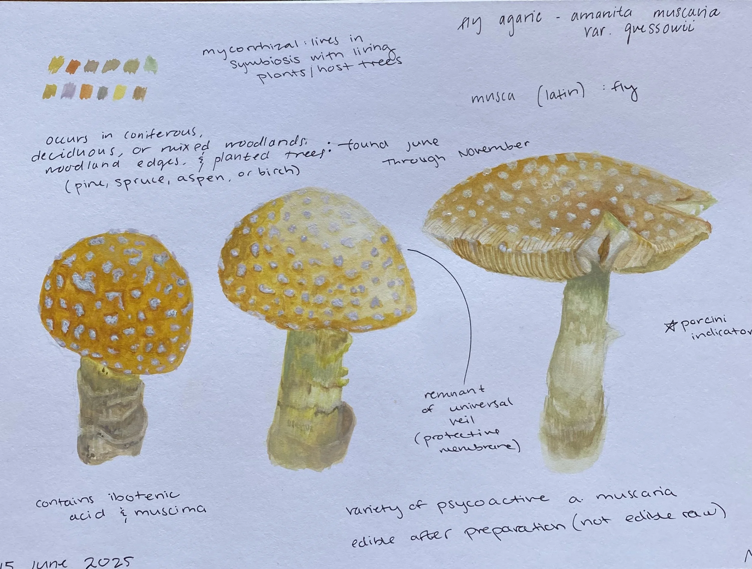 Halliday, Natural Illustration 5 - Maesie Halliday.jpg