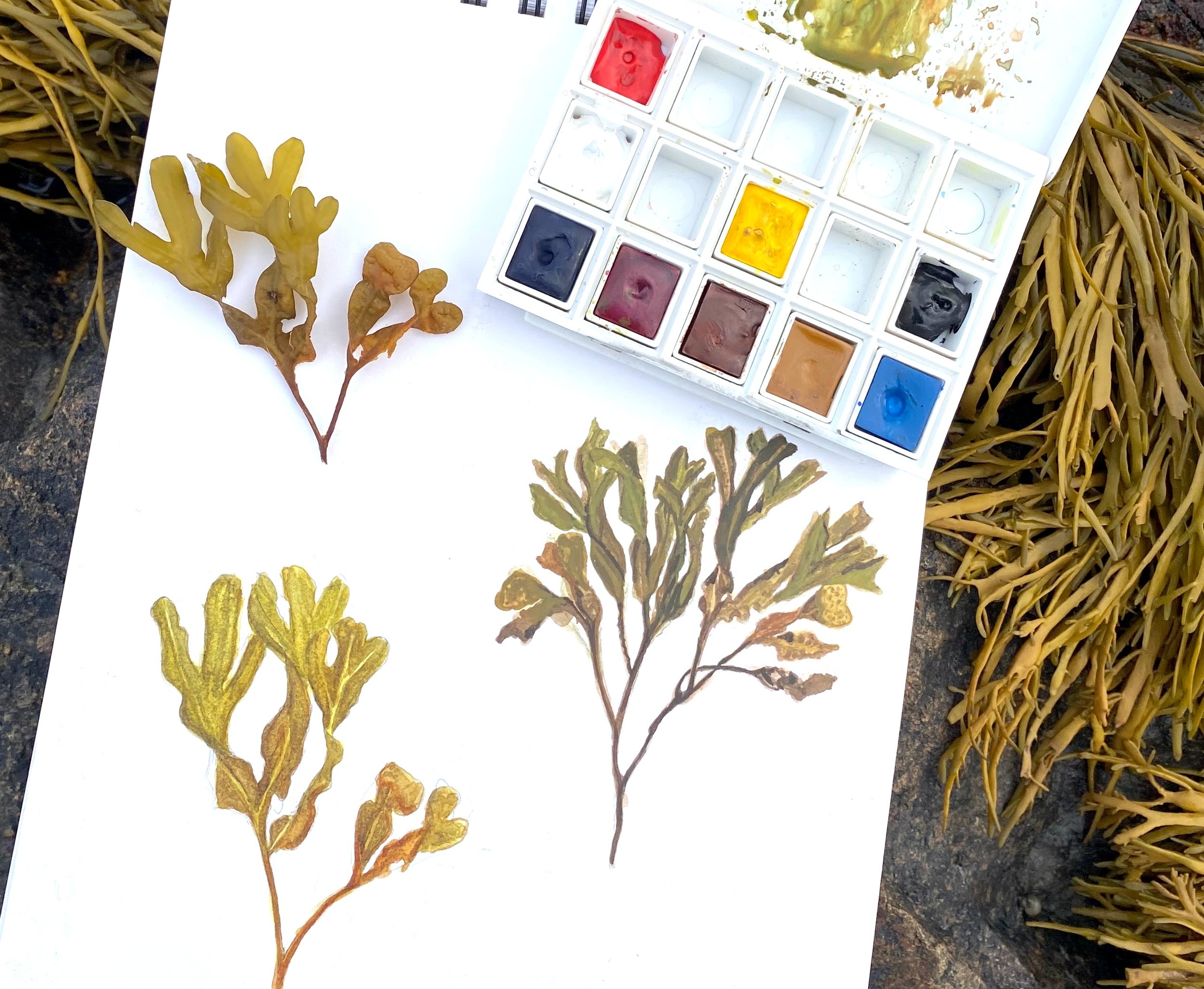 Natural Illustration: Sketching What You See