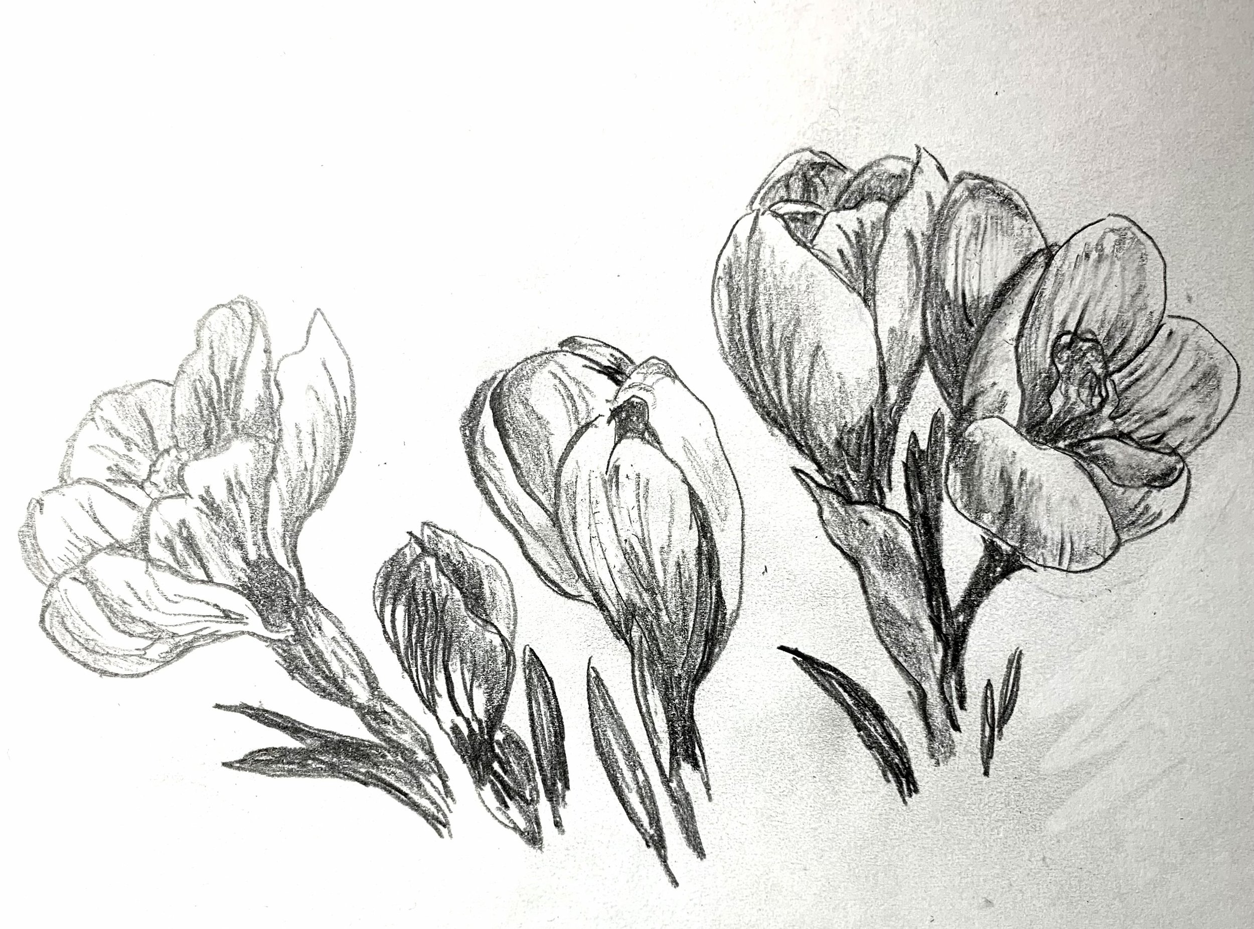 Drawing Flower Portraits