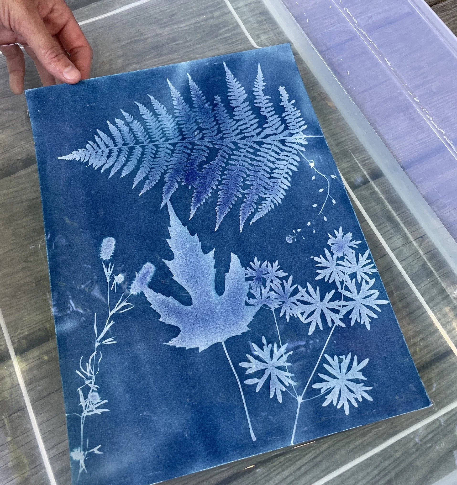 Murray_Image 2 - Katama Murray.JPG