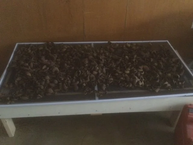 Black Walnut Process image6.jpg