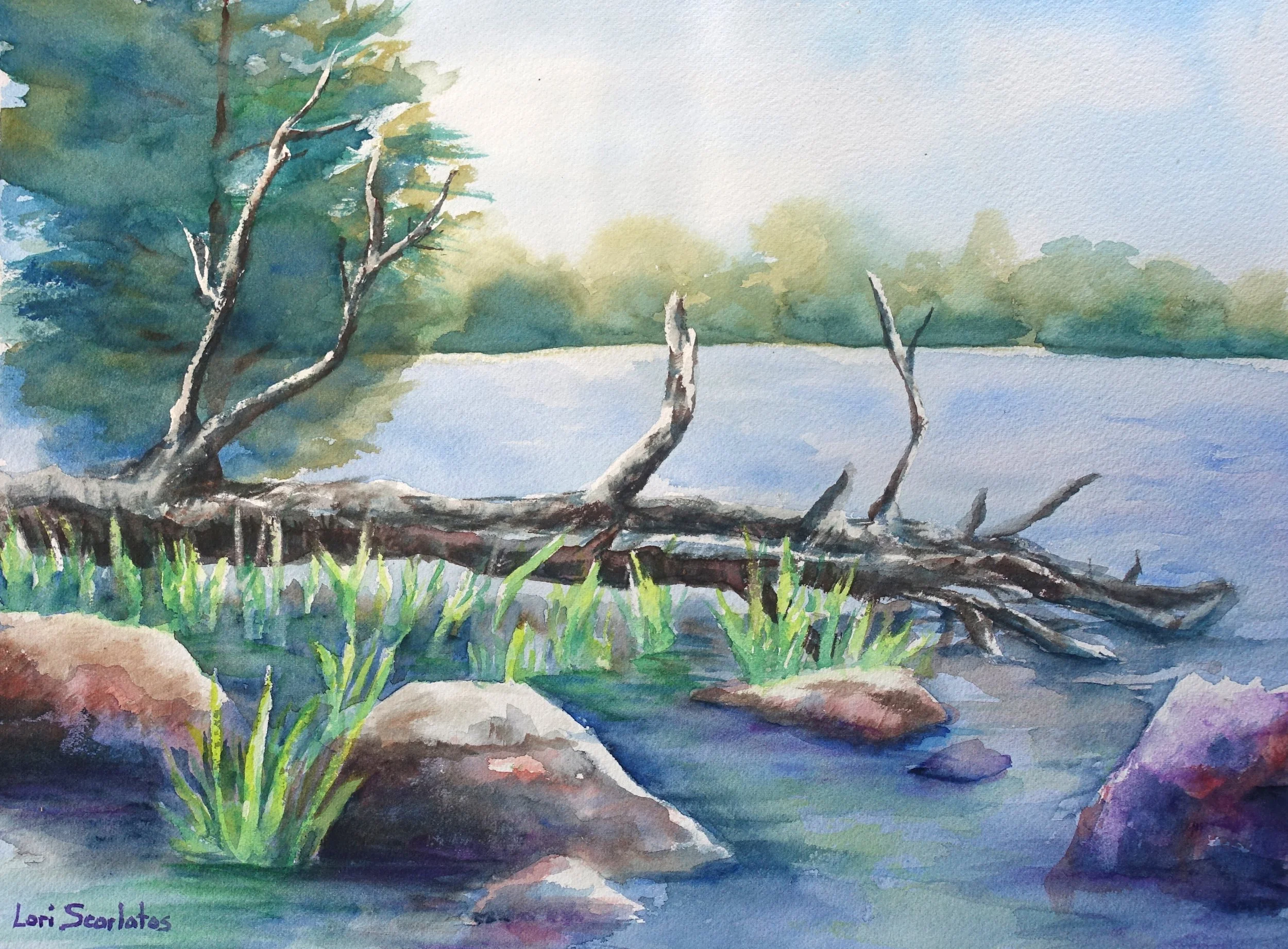 Scarlatos,MaineLandscapes,FallenBirch - Lori Scarlatos.jpg