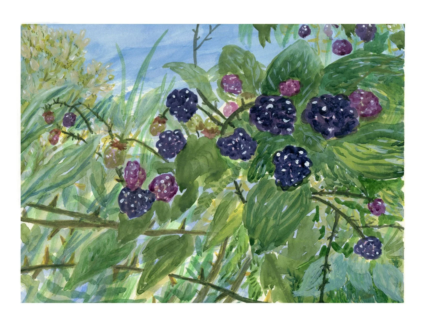 Blackberries_132.jpg