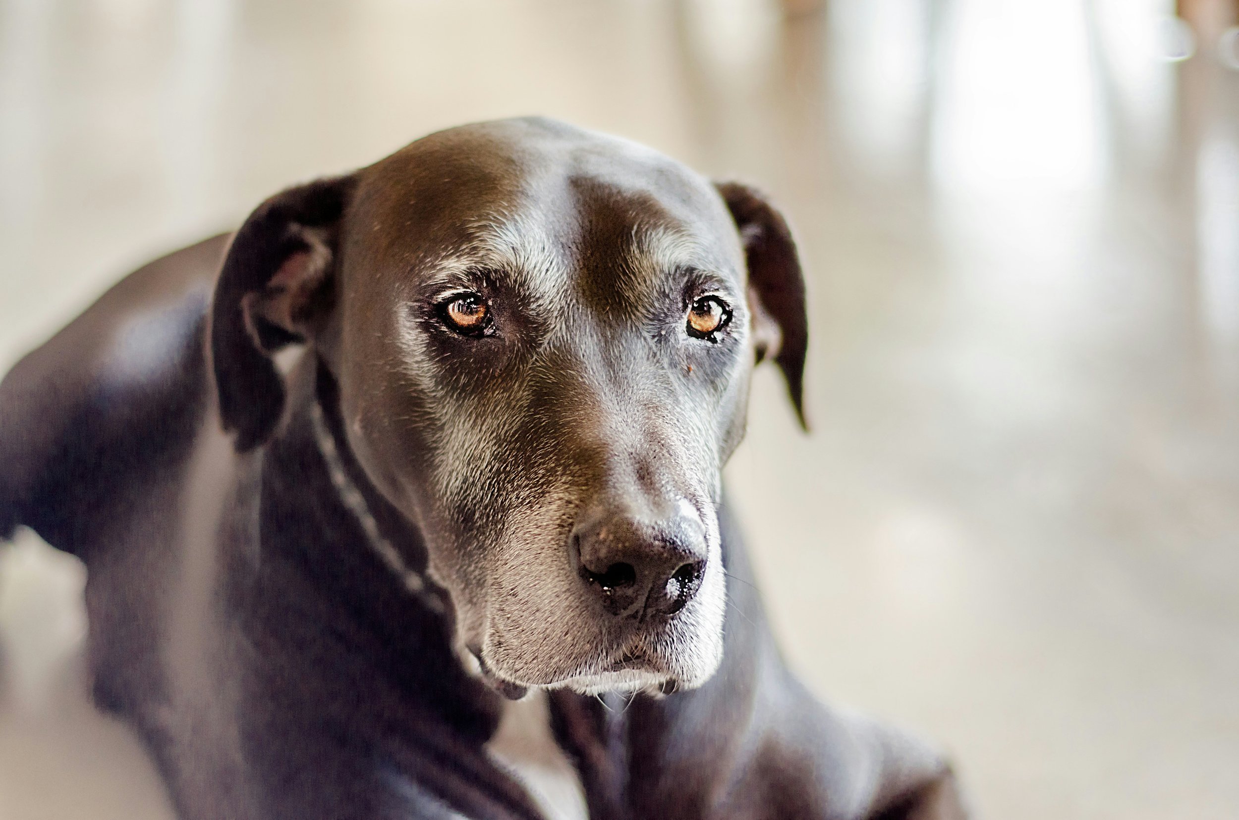 How Pet Loss Affects the nervous system