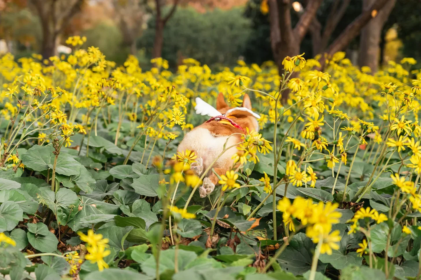 Grieving an Animal Companion Is Real Grief