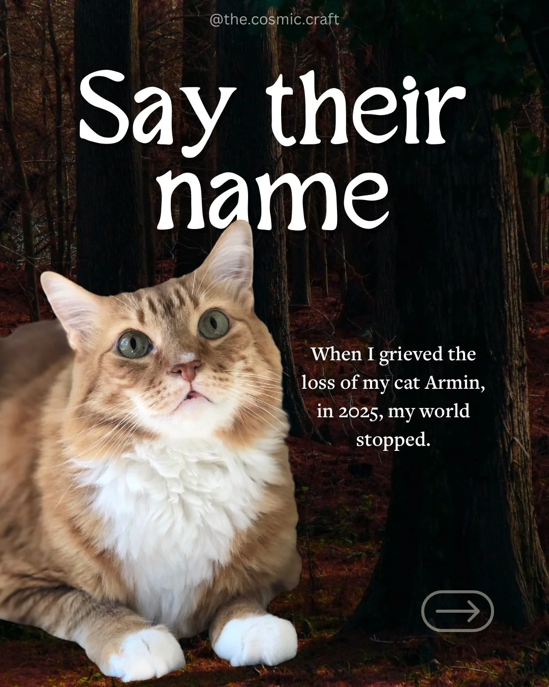 A vulnerable post on my why for centering my work on pet grief. The love I have for Armin is one that vibrates outward into infinity. Because of him, I&rsquo;m able to help others. I created a framework so you can move through the darkness of pet gri