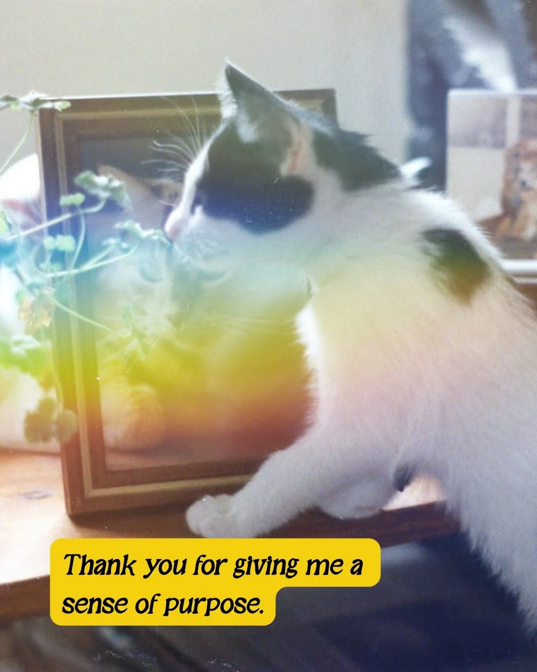 Honoring animals in this beautiful community 🕯️

Thank you for sending in these photos, everyone. What a gift to be able to spend time with your darling ones virtually 💛

If you want to carve out an hour to sit with your pet grief, instead of runni