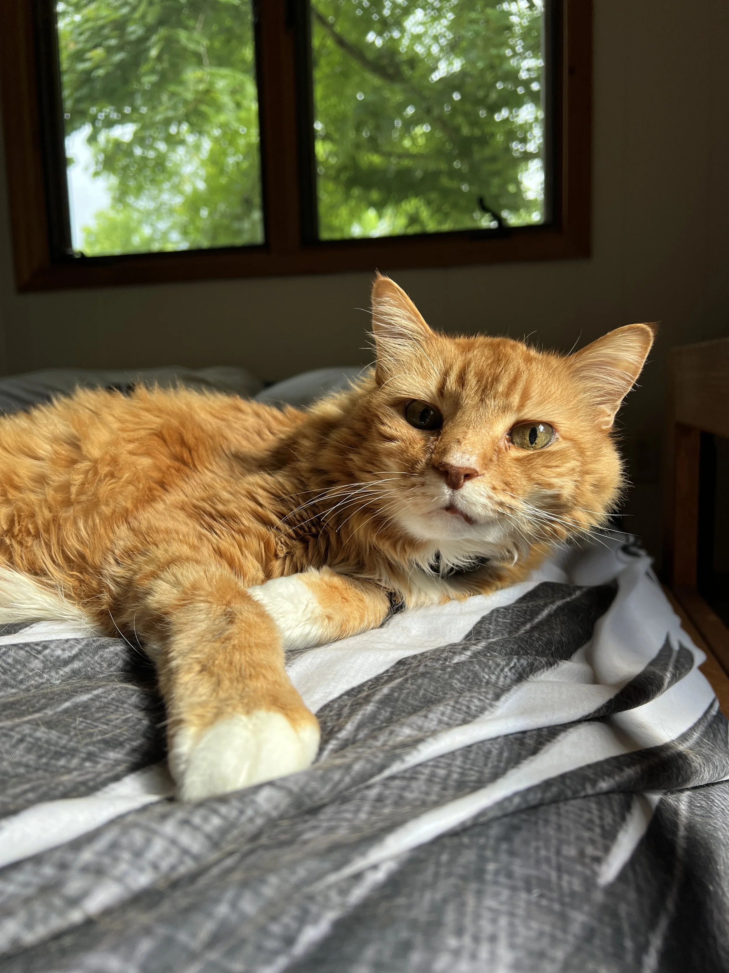 Episode 2: Armin's story: What do owls, dragonflies, and death have to do with my soul cat's impact?