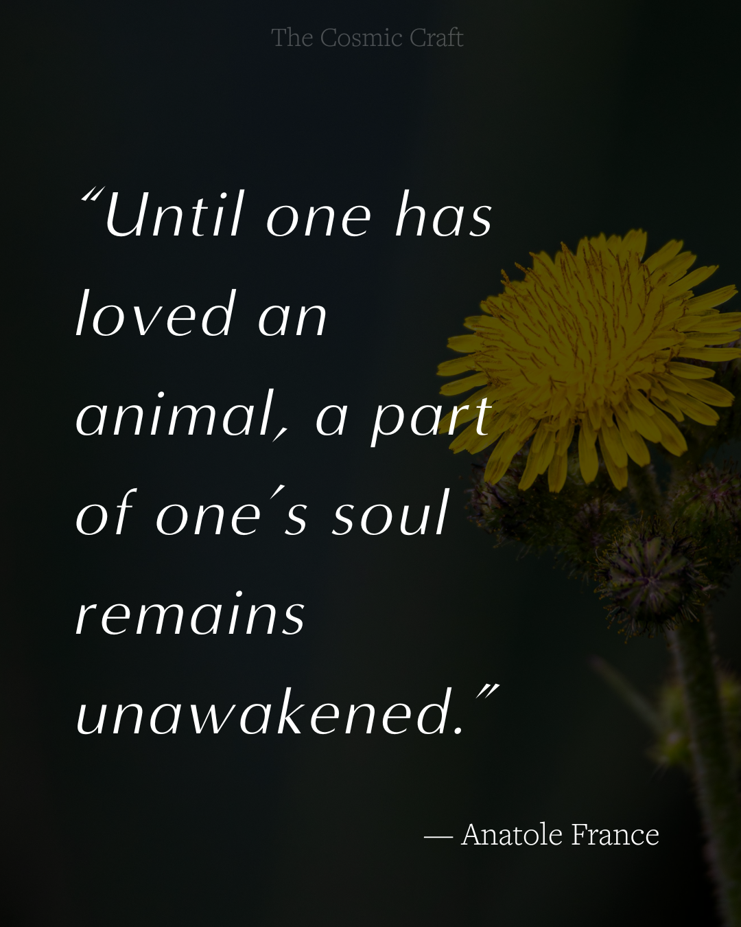 Pet loss quote: “Until one has loved an animal, a part of one’s soul remains unawakened.” — Anatole France
