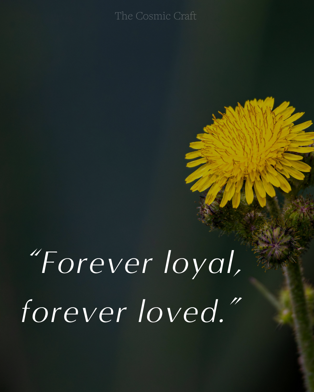 Pet loss quote : “Forever loyal, forever loved.”