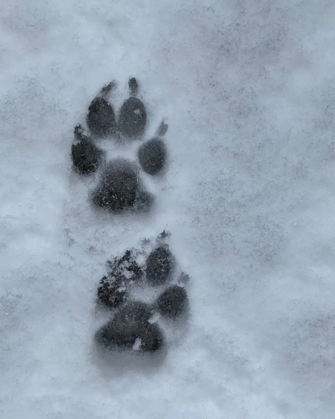 Daily Quality of Life Diary for Your Animal Companion