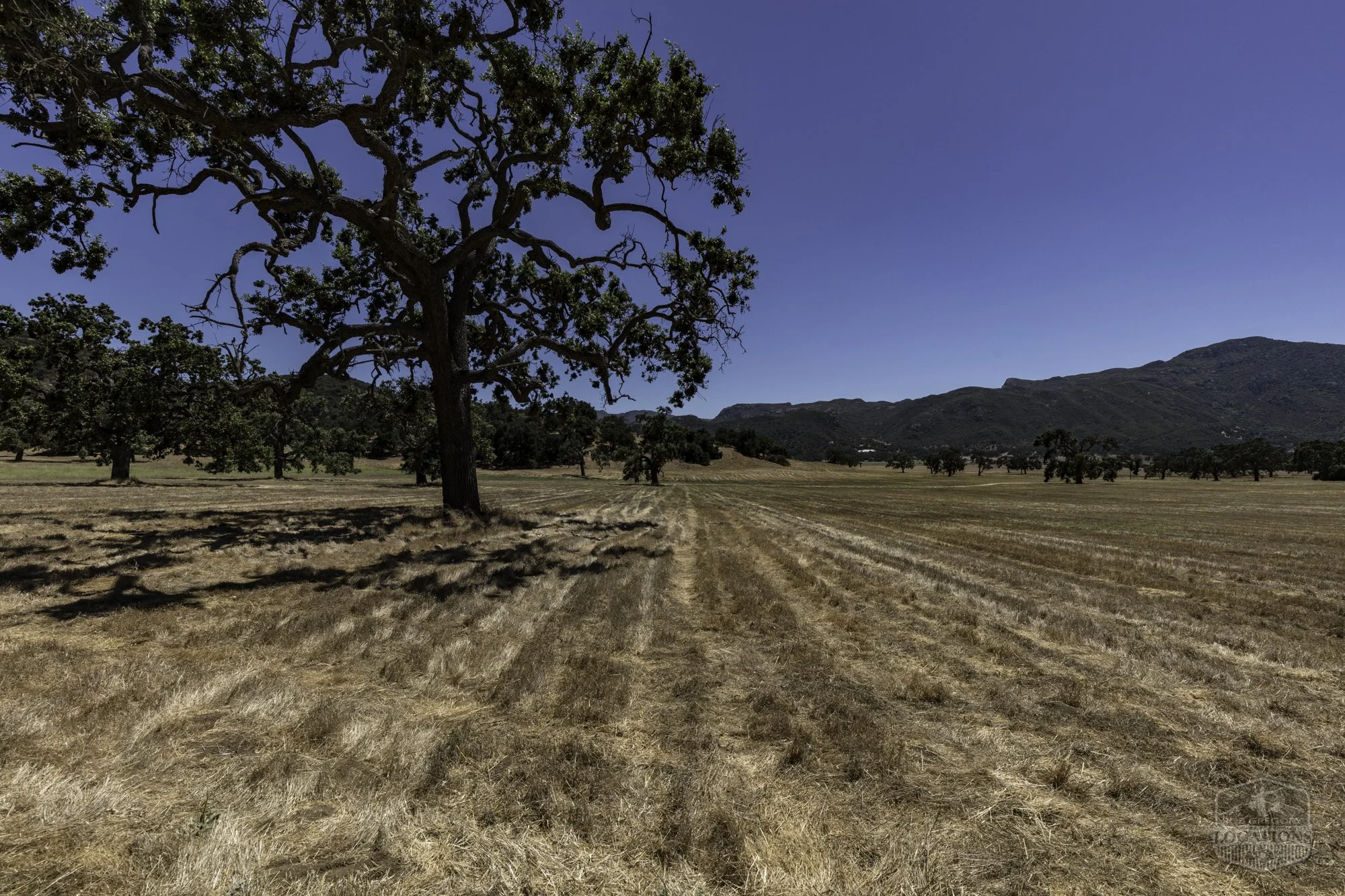 Thorton Ranch Pasture - Ventura Farms -7.jpg