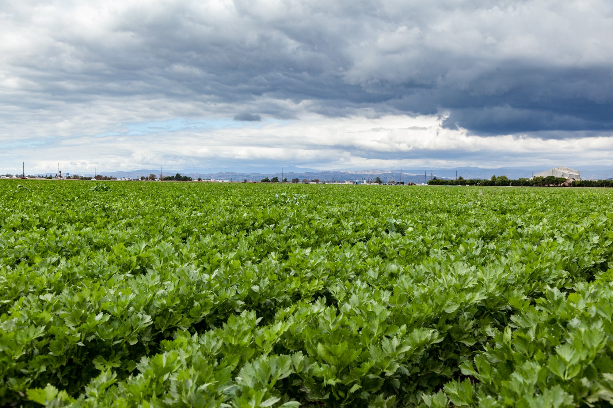Farm- Uesugi Farms - Camarillo - 40.jpg