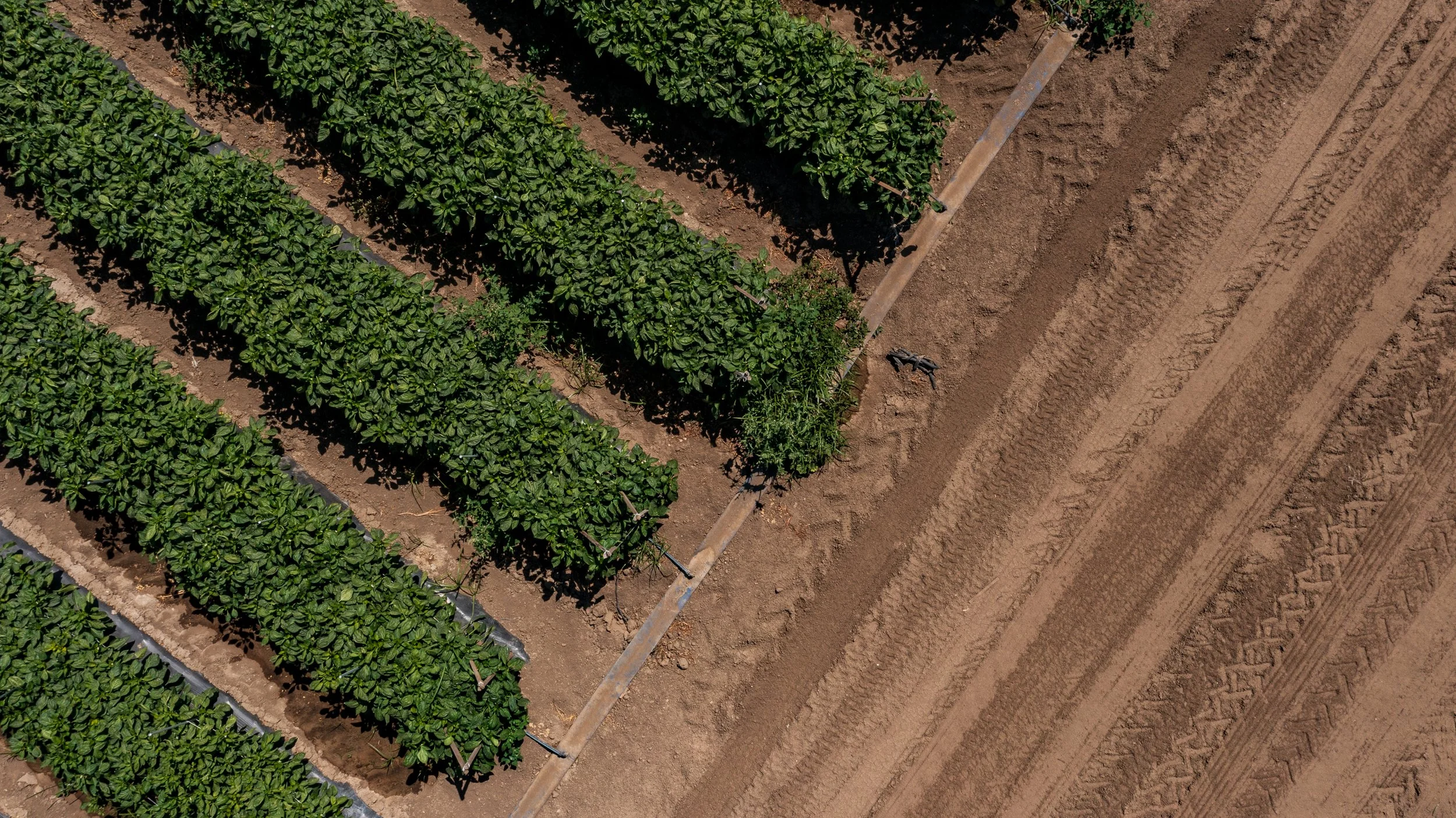 Limoneira Farms - Drone - Santa Paula -3.jpg