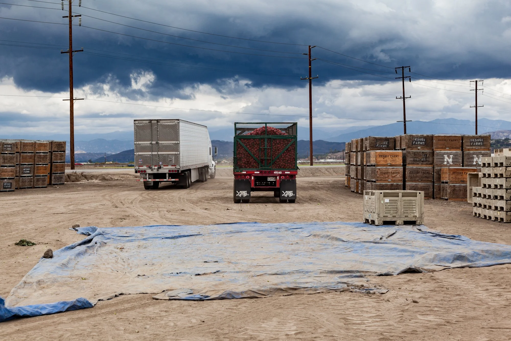 Farm- Uesugi Farms - Camarillo - 49.jpg
