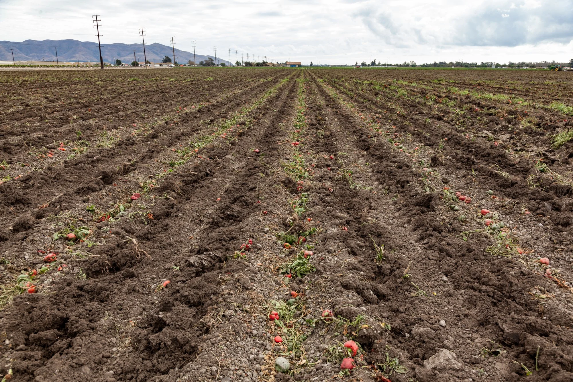 Farm- Uesugi Farms - Camarillo - 10.jpg